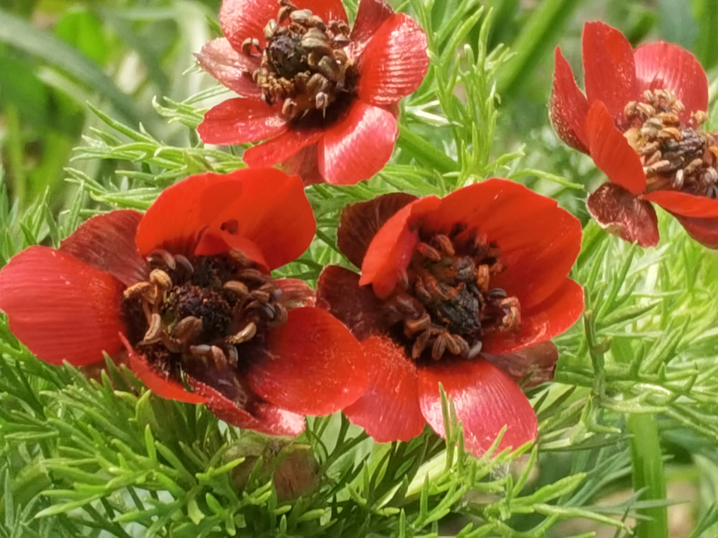 【首发】夏侧金盏花你们认识吗?可好看了