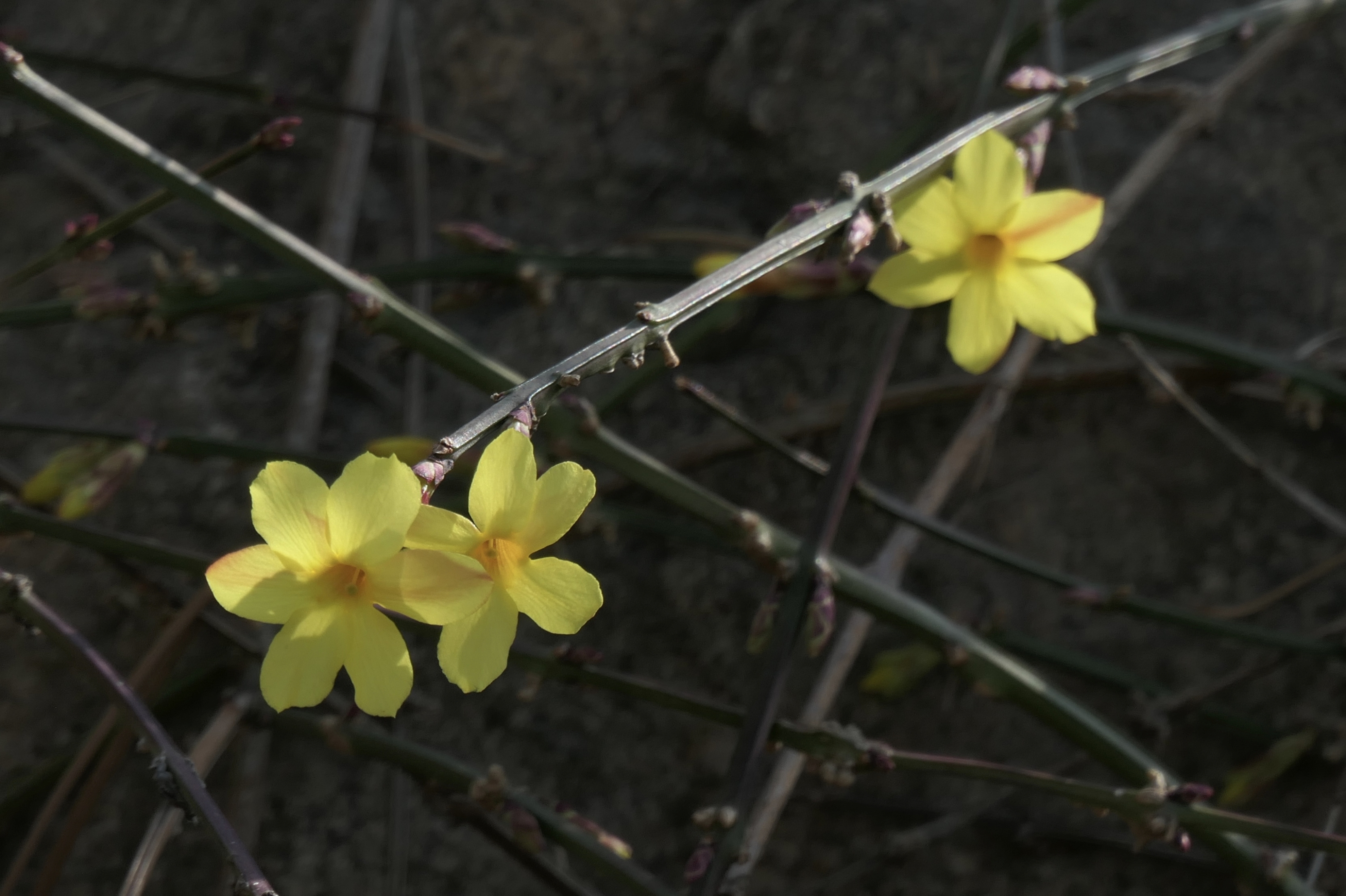 春風拂柳迎春花開