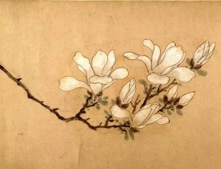 文徵明 玉兰图卷