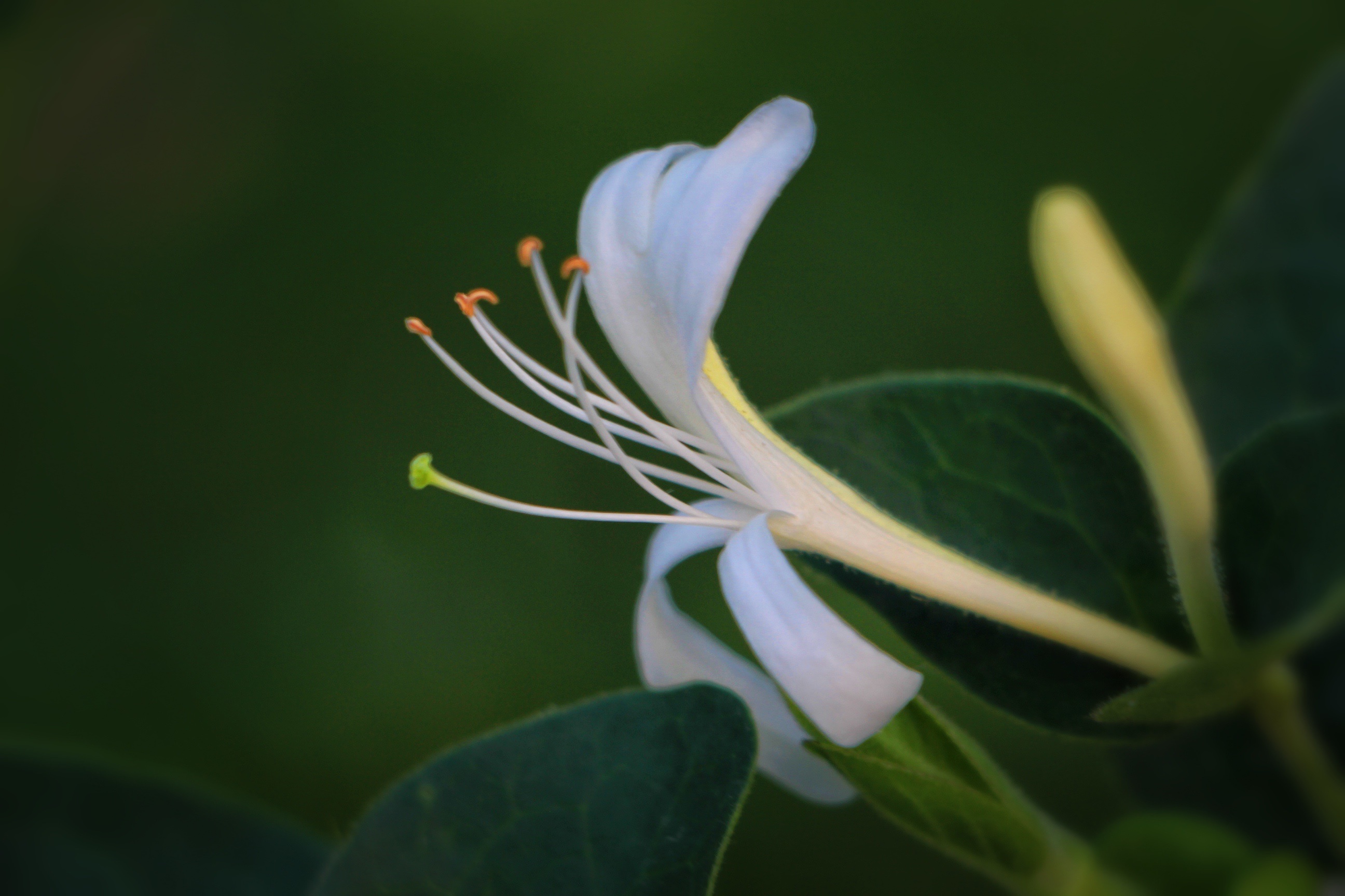 【首发】美丽绽放的金银花