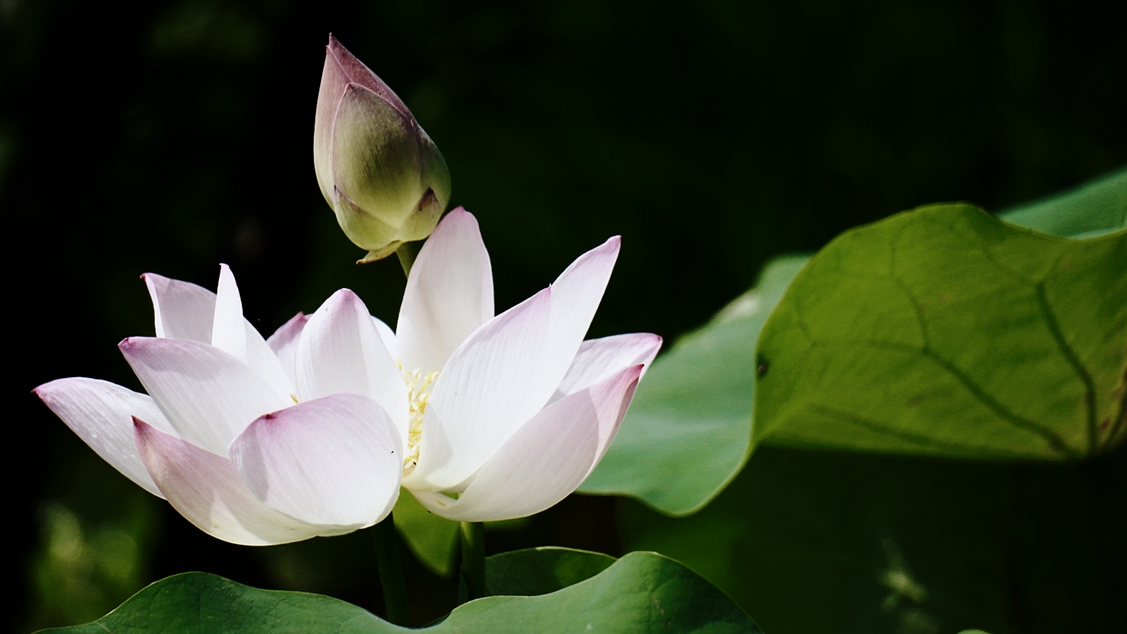 即将来临 这里荷花  阵阵荷香随风而来  唐代诗人王昌龄曰 "荷叶罗裙