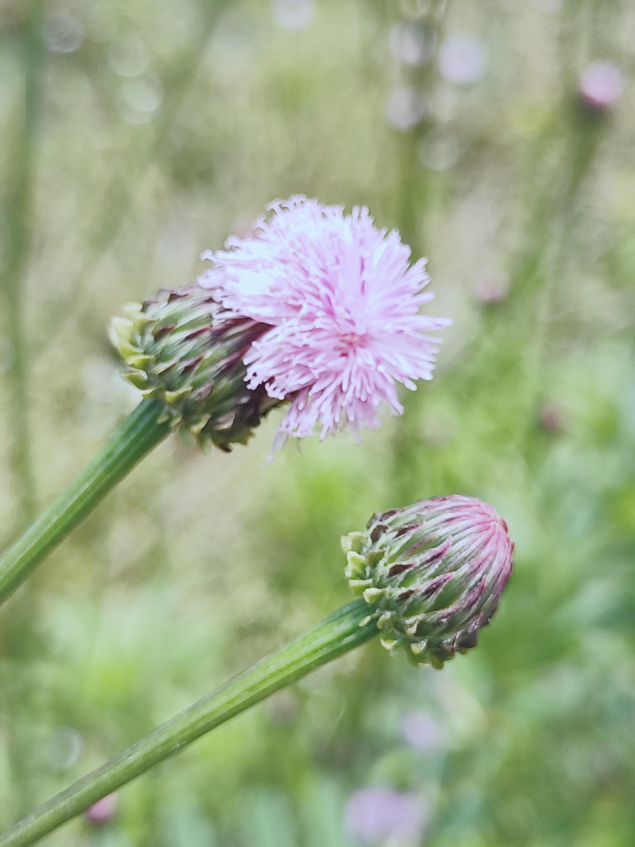 【首发】泥胡菜