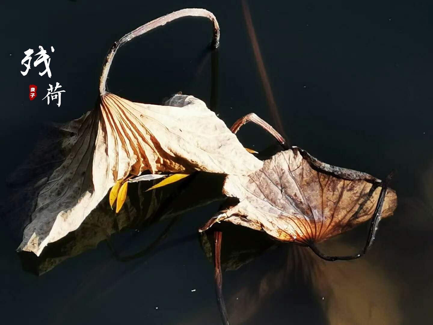 宋.许棐《枯荷》