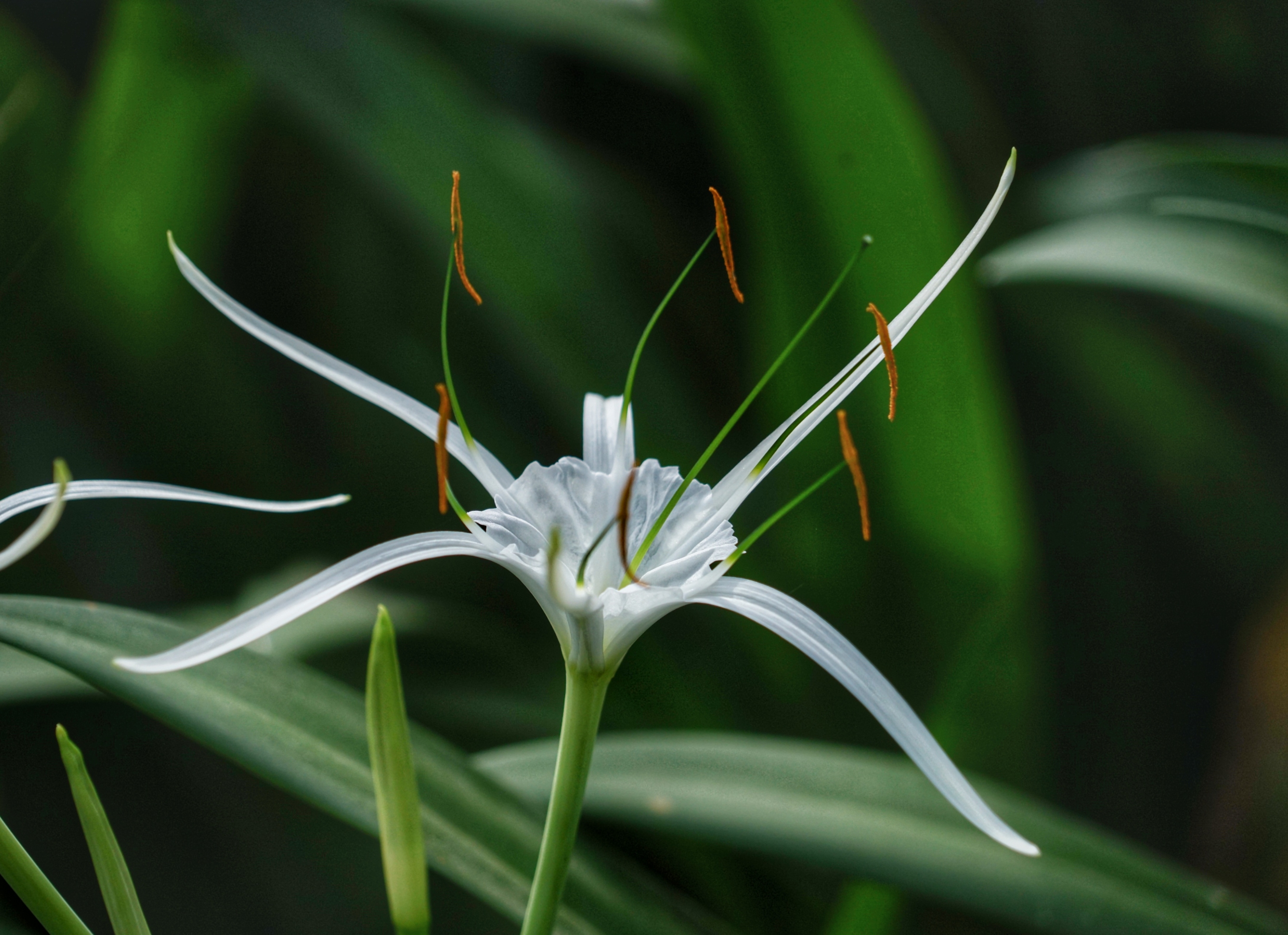 清新秀雅蜘蛛兰