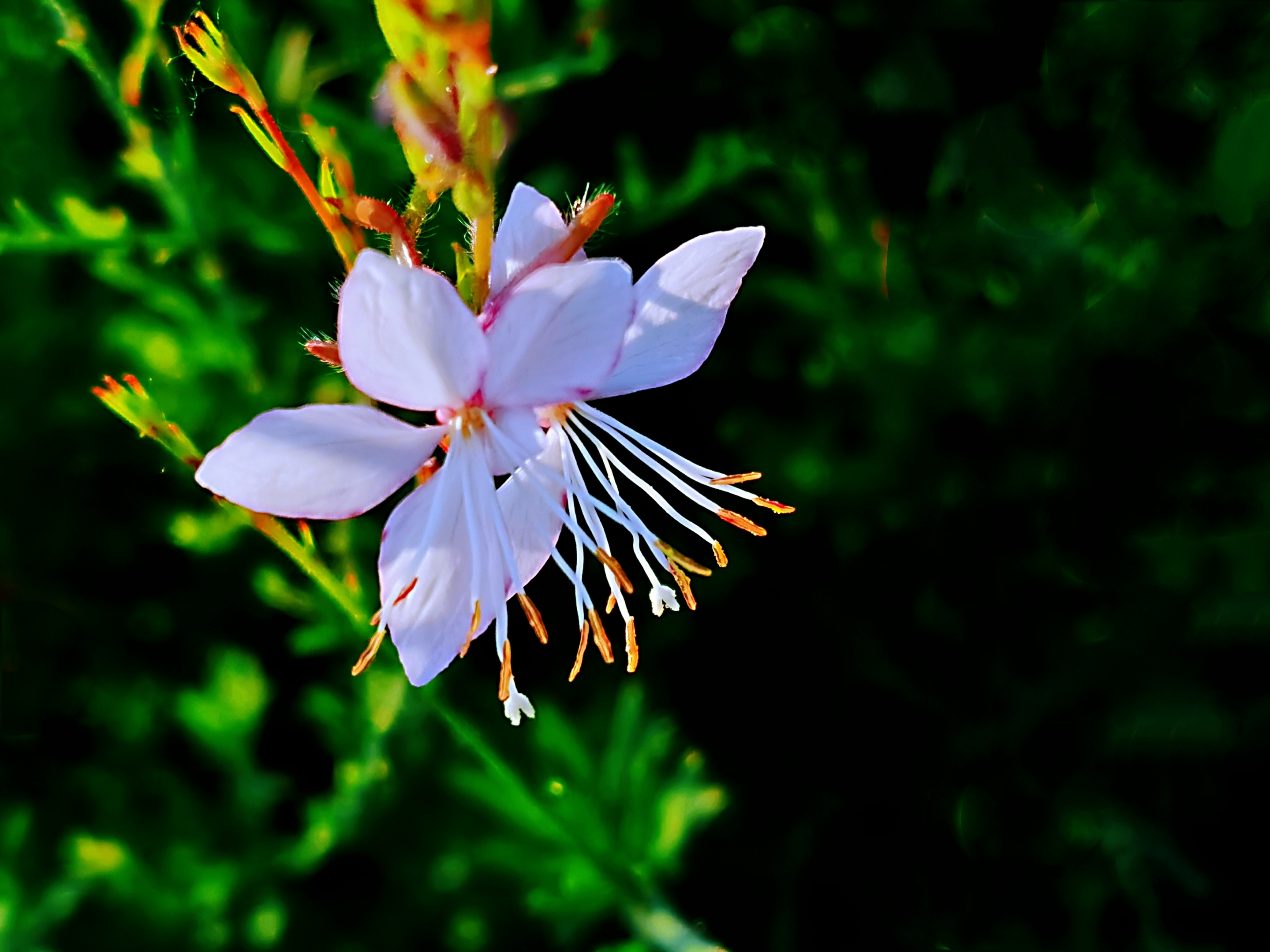 千鸟花【首发】