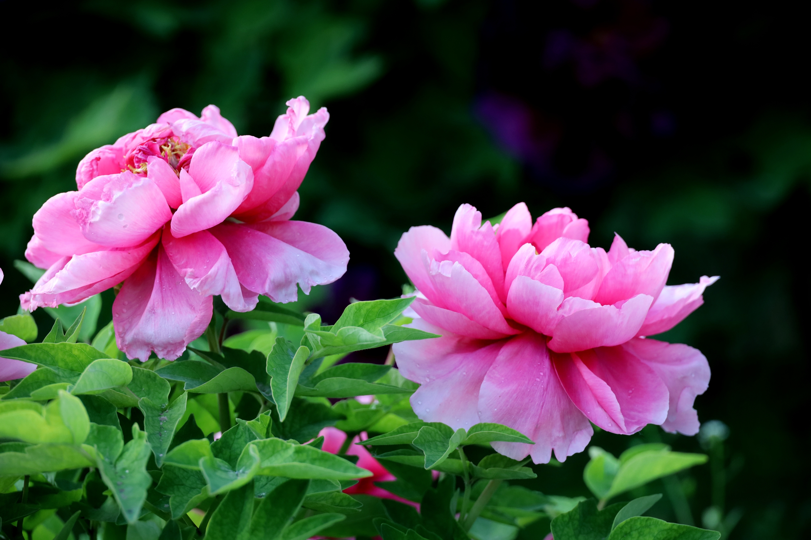 【首发】莲花池公园赏牡丹(1)