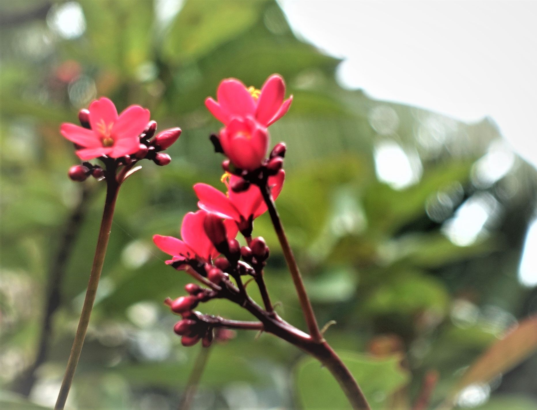 【首发】春花红艳