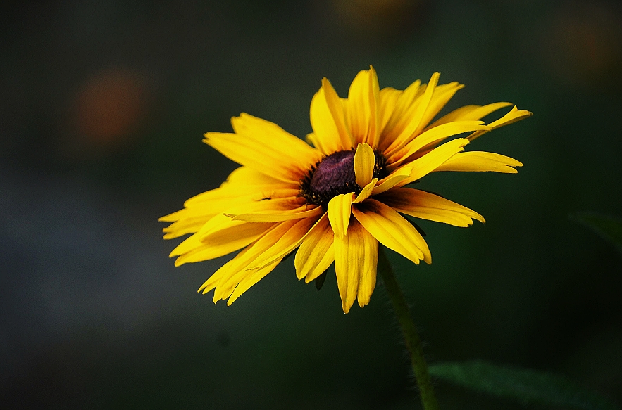 神采飞扬的黑心菊