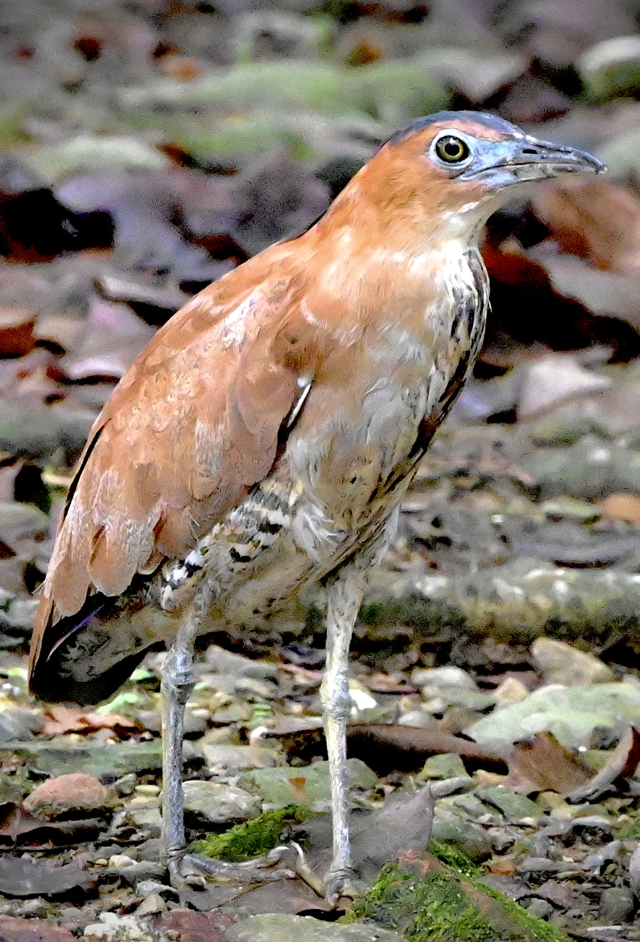 黑冠麻鹭雏育记〔首发