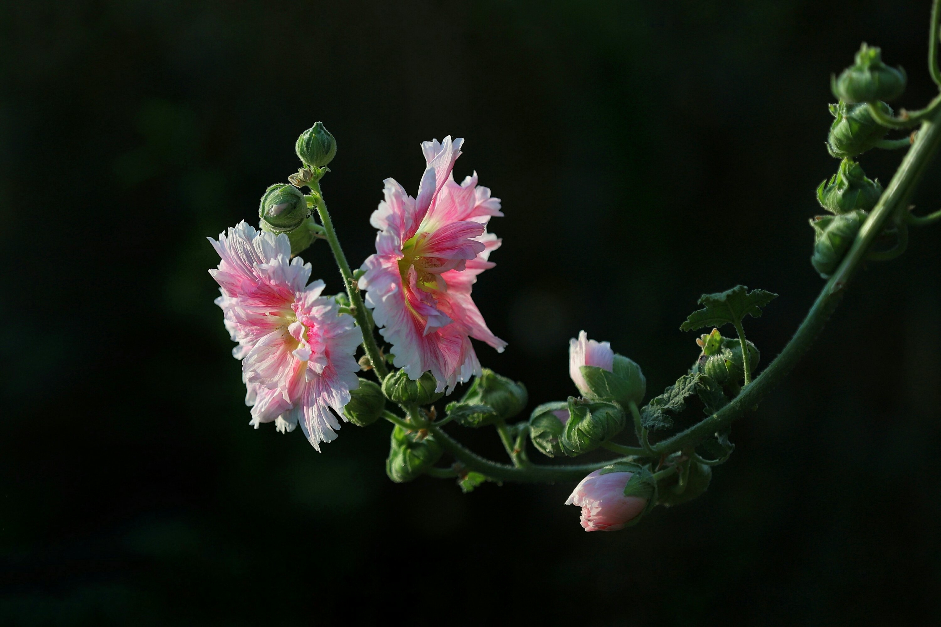 【首发】蜀葵花开