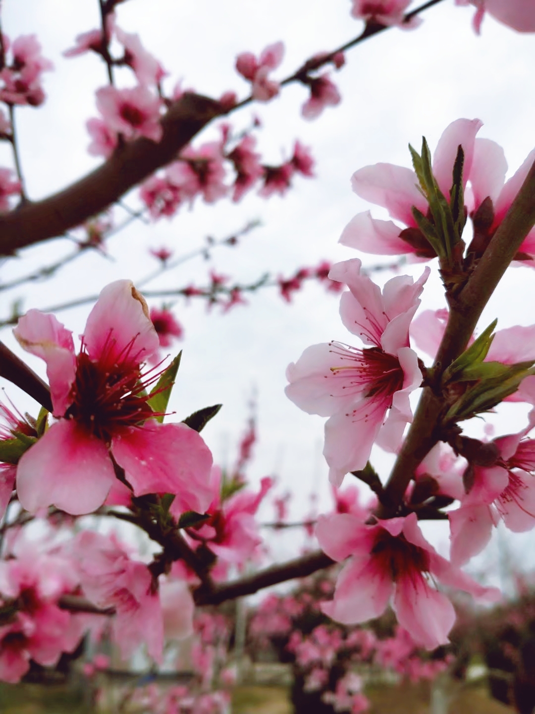 微距镜头下的桃花