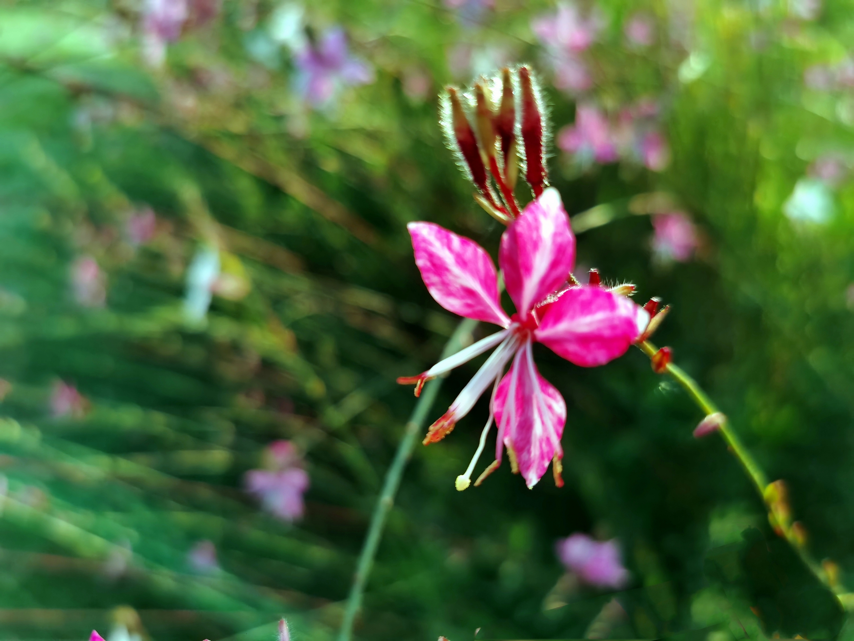 千鸟花【首发】