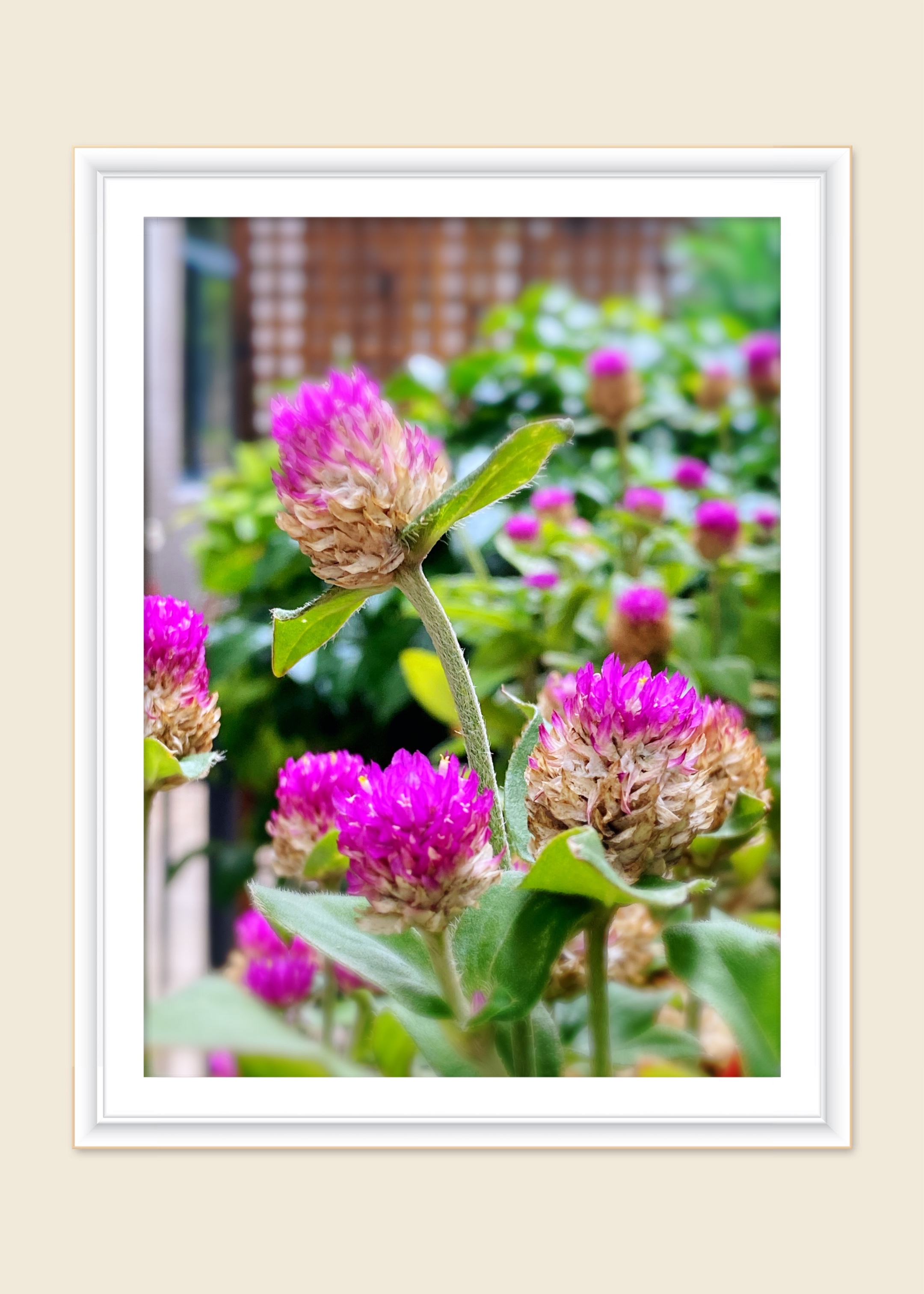 【首发】又见千里红