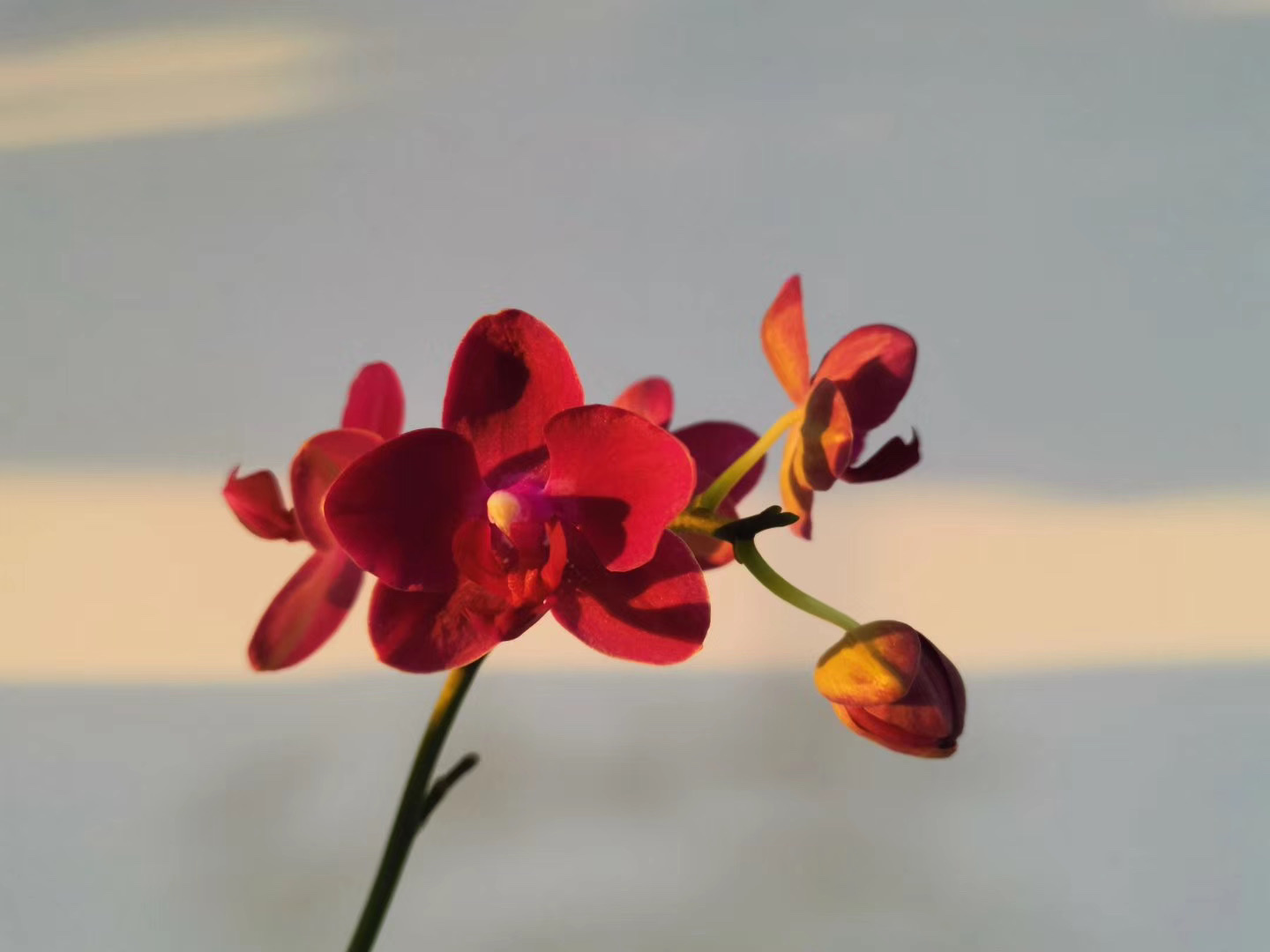 一枝蝴蝶兰,一缕夕阳红!