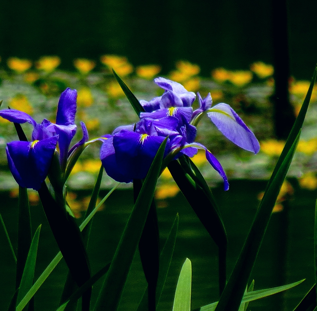 【首发】西伯利亚鸢尾