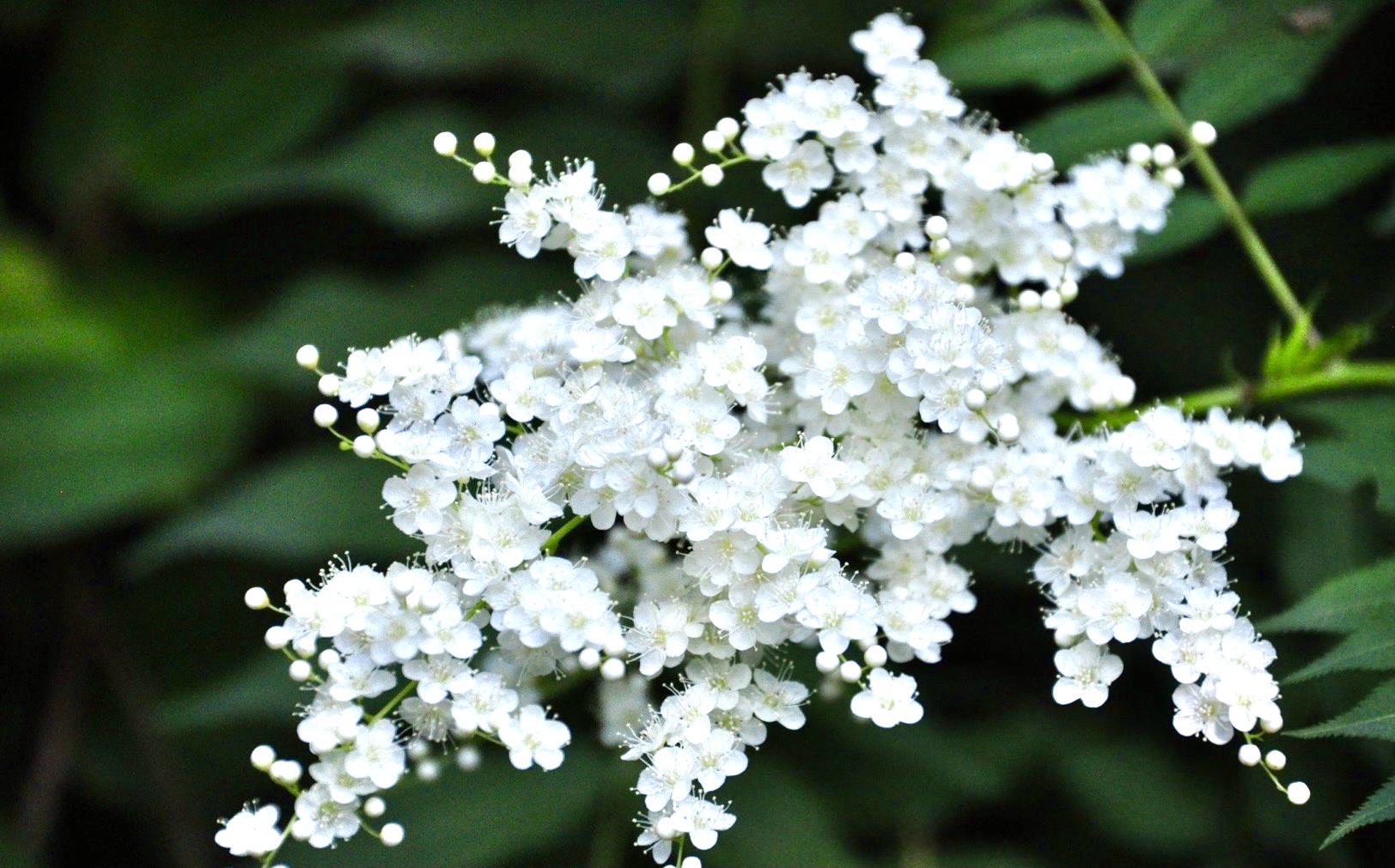 【首发】珍珠梅