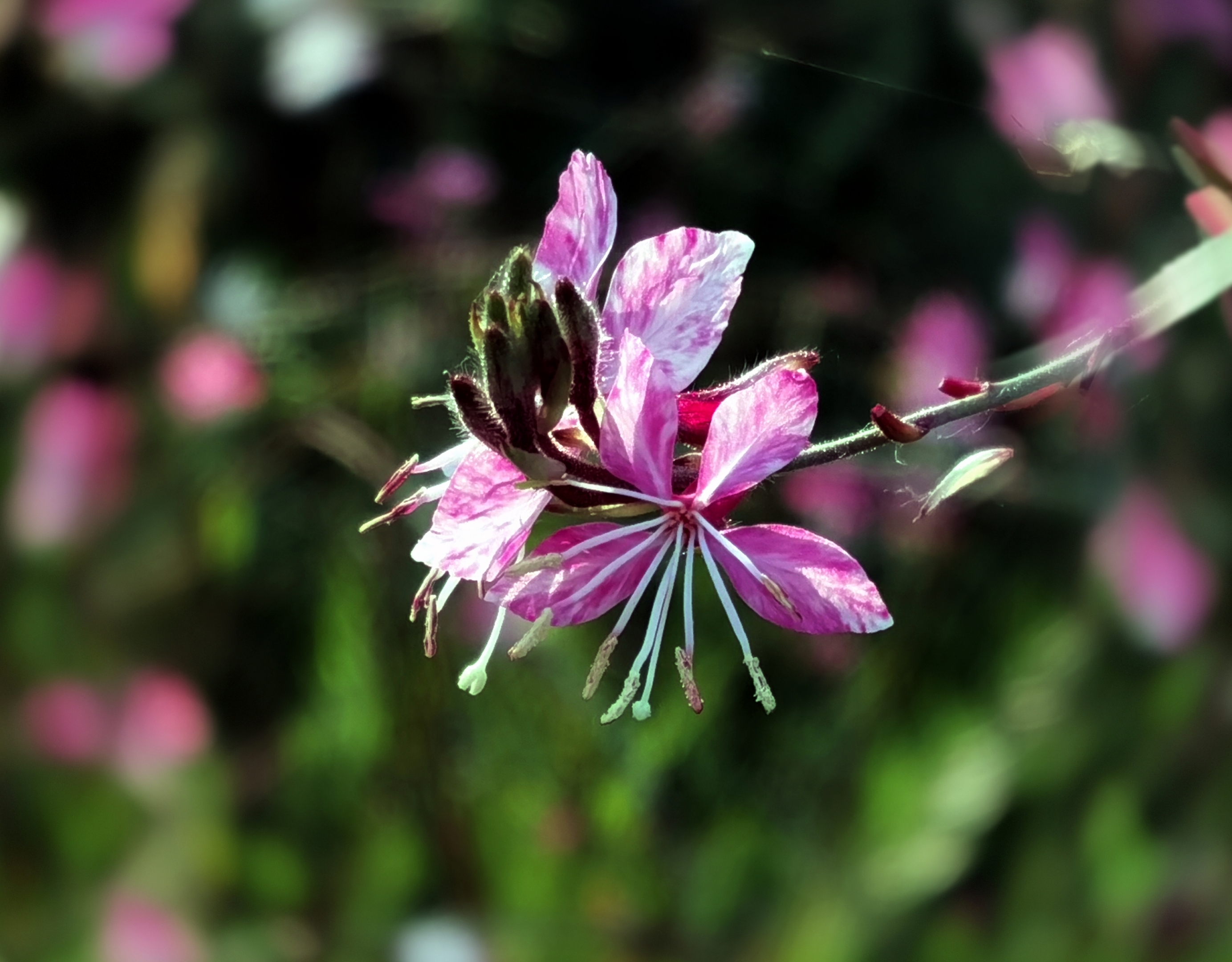 千鸟花【首发】