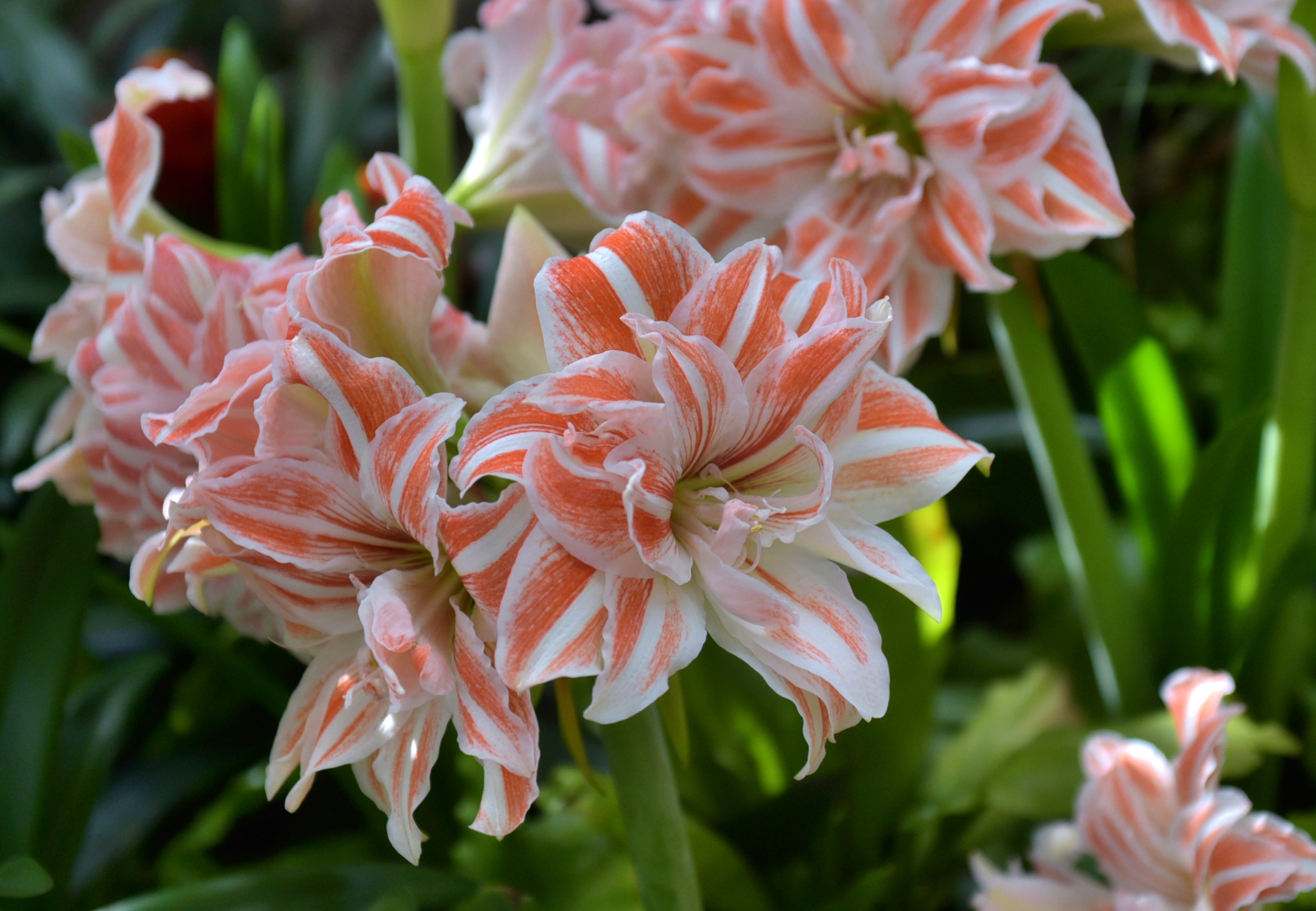 富贵荣华朱顶红首发