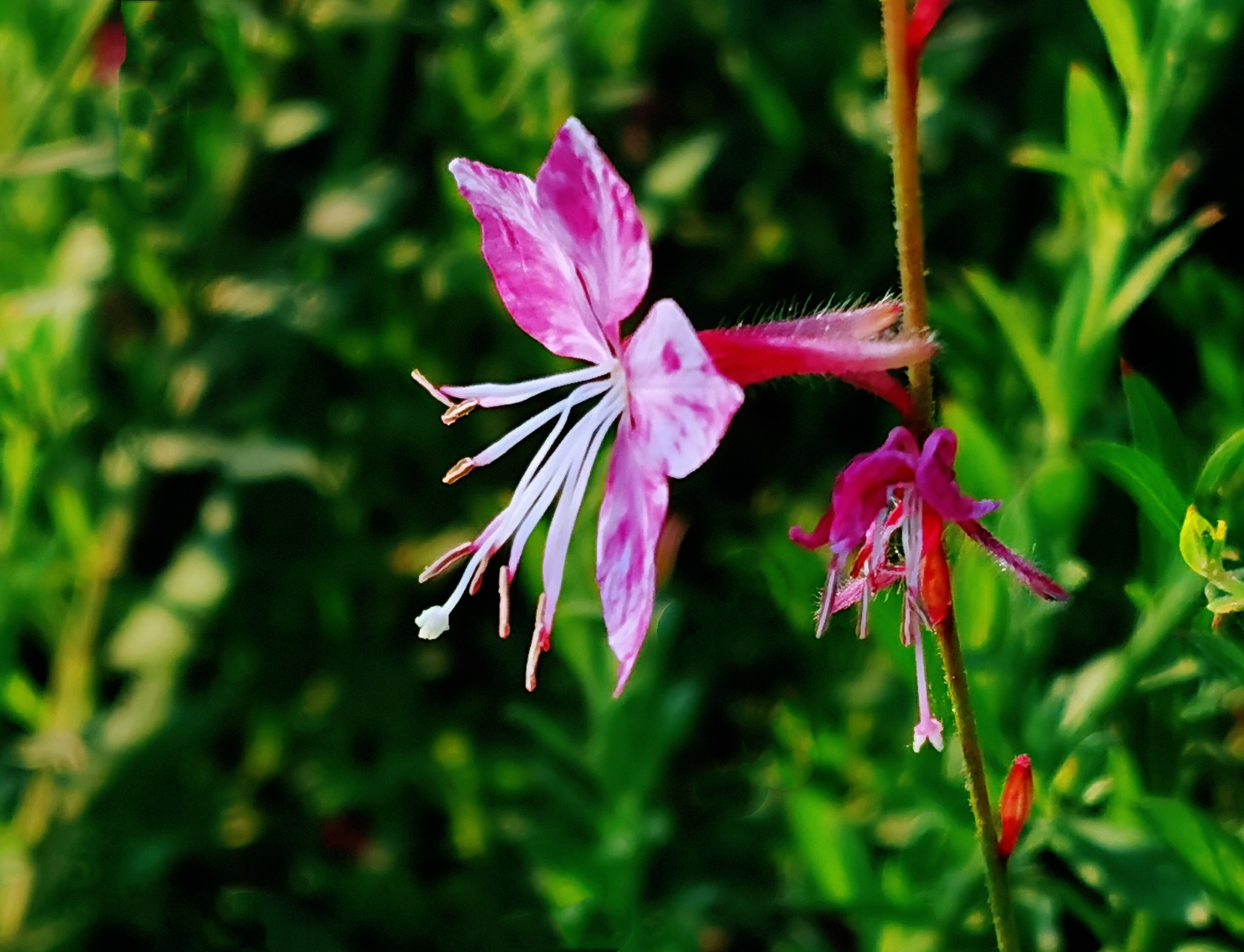 千鸟花【首发】