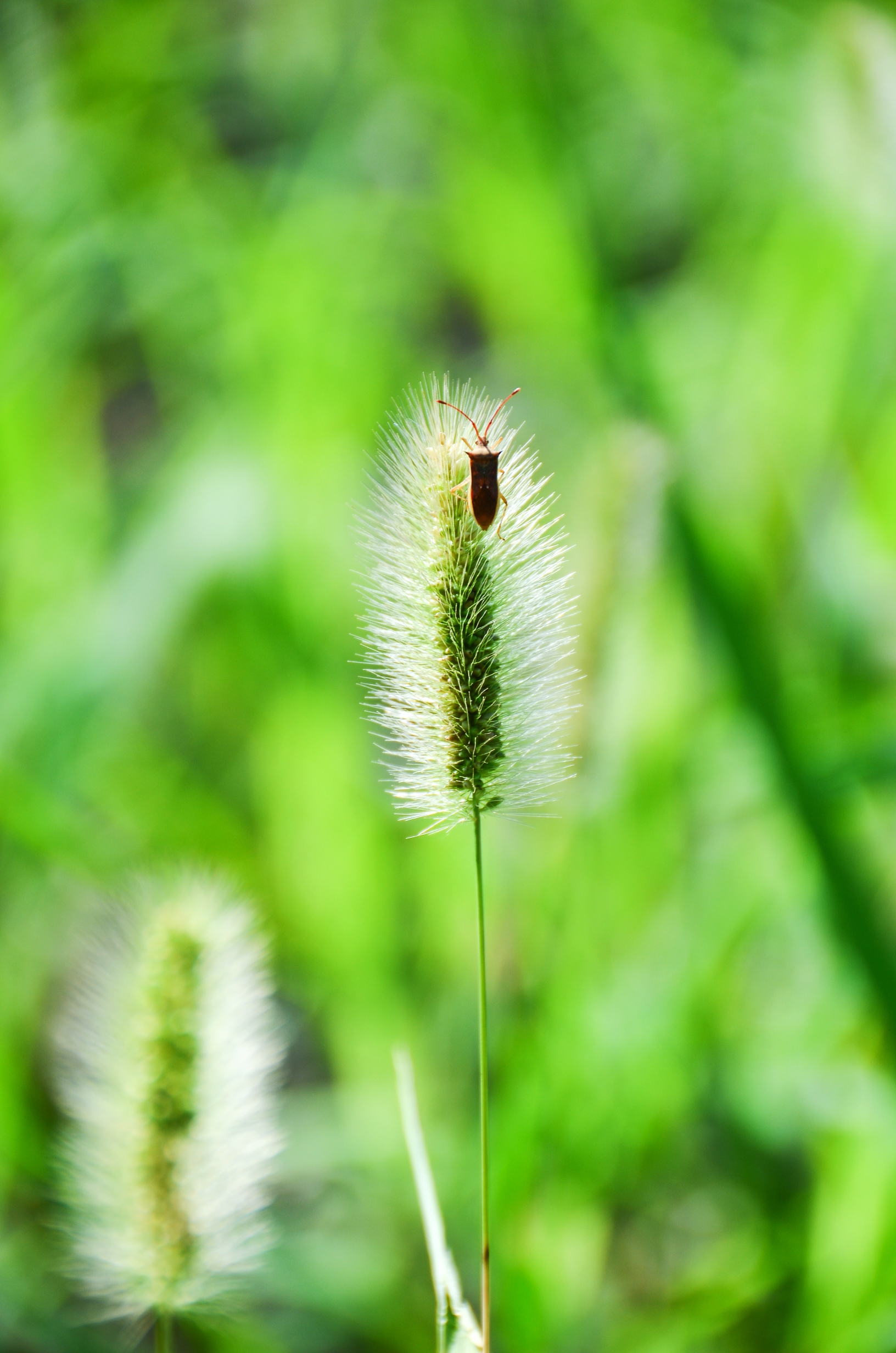夏日小草【首发】