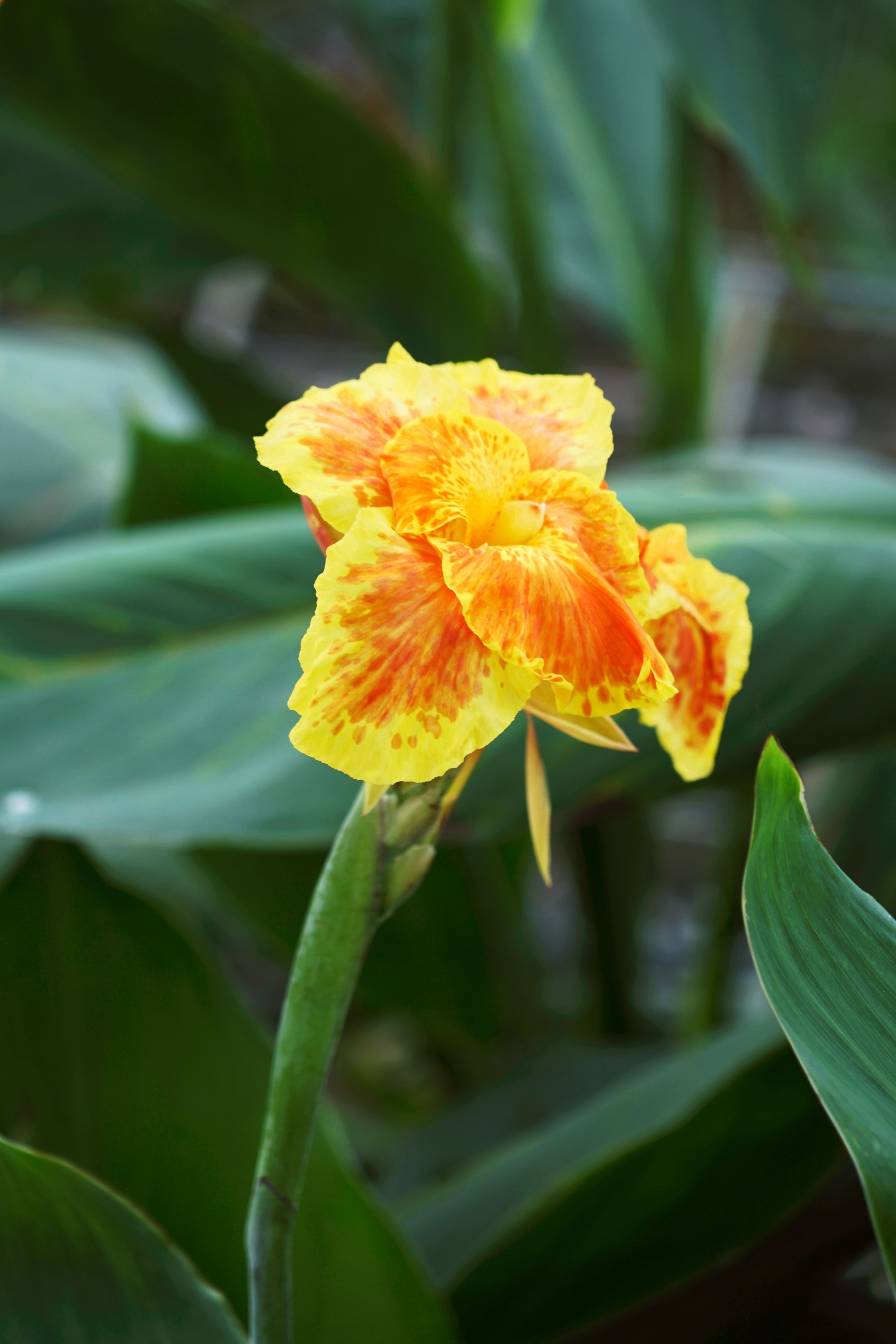 一枝独秀绿丛中