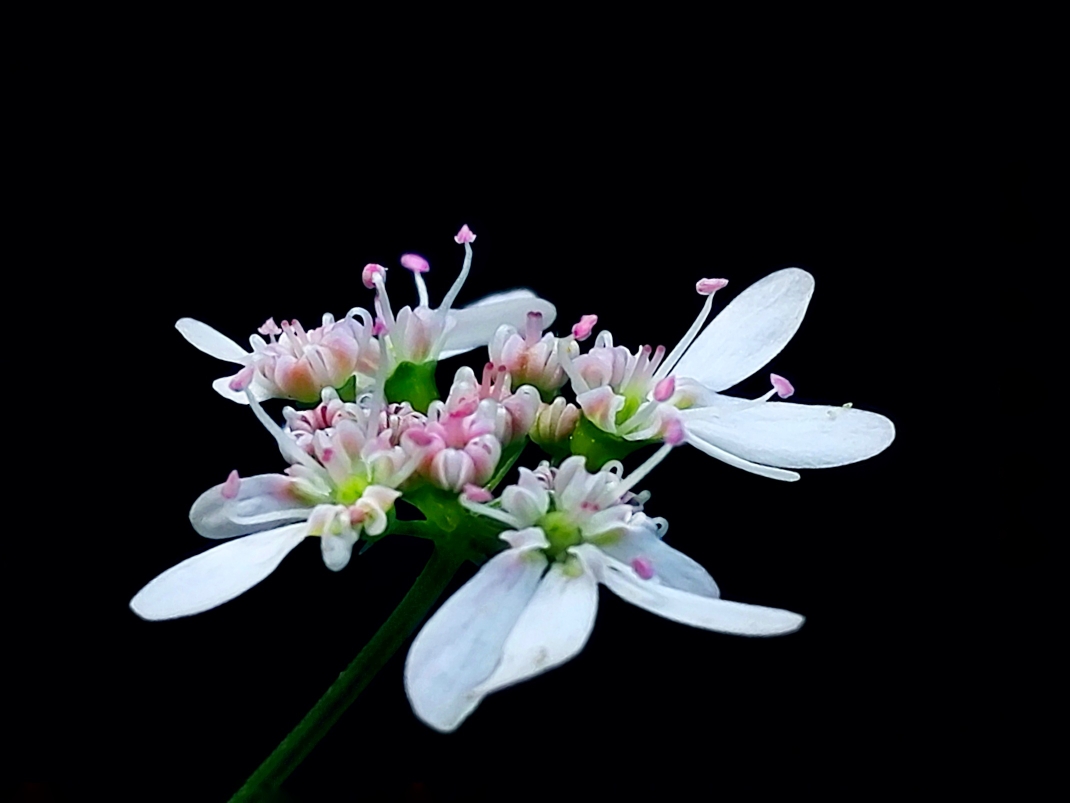 香菜,原名:芫荽,别名:香荽,胡荽,拉丁文名:coriandrum sativum l.