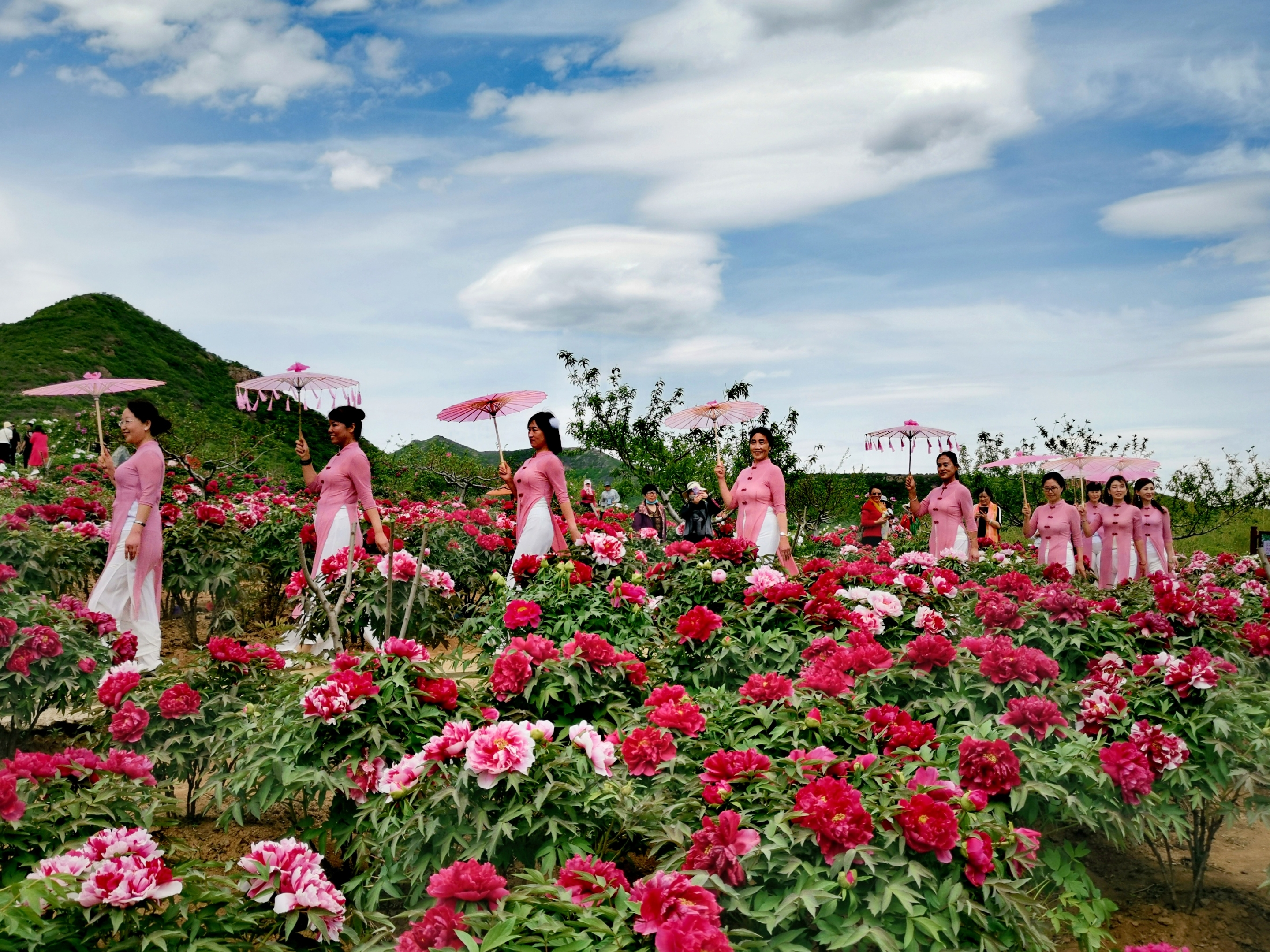 葫芦岛牡丹园图片