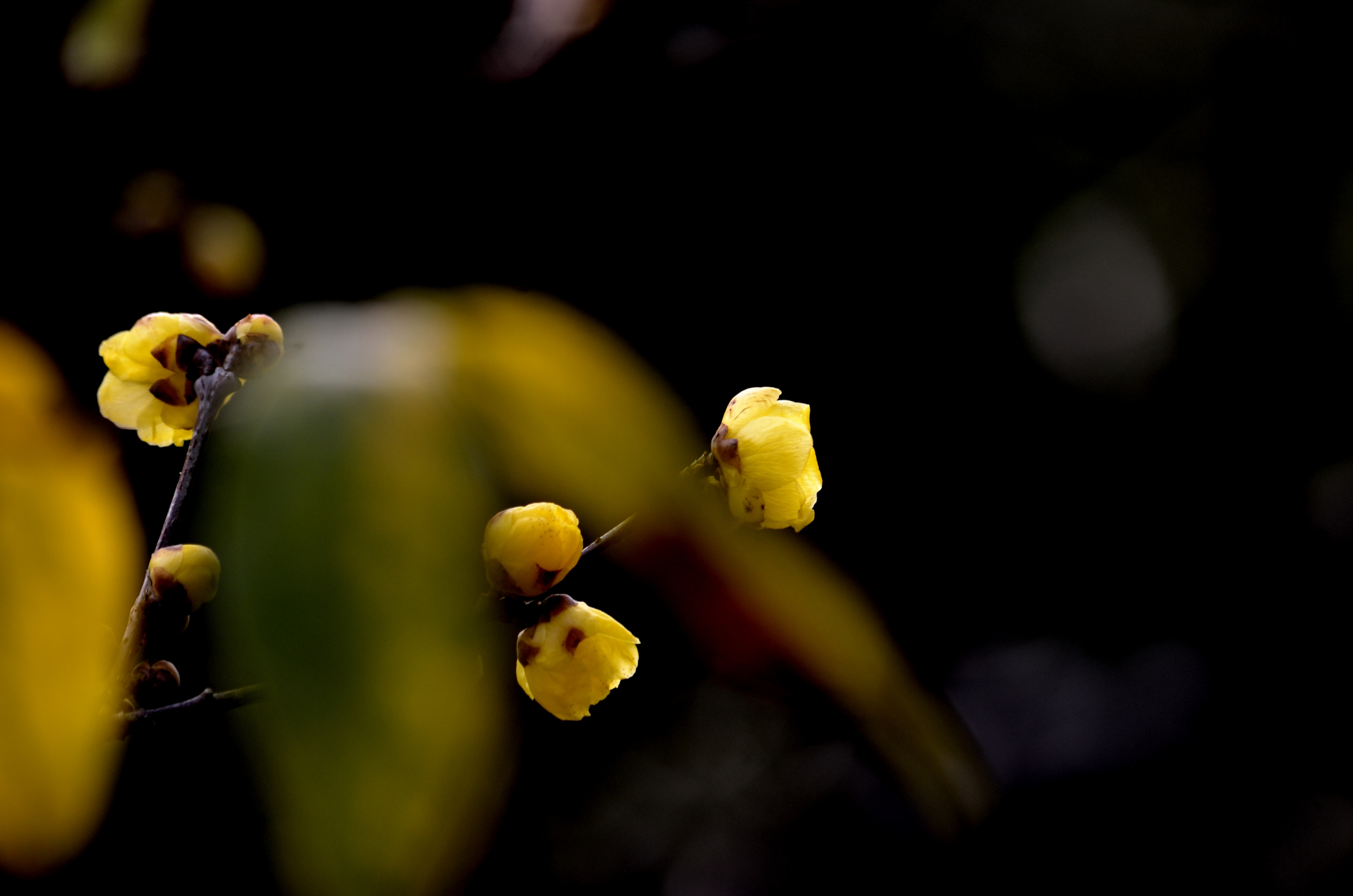 含苞待放的腊梅(首发)