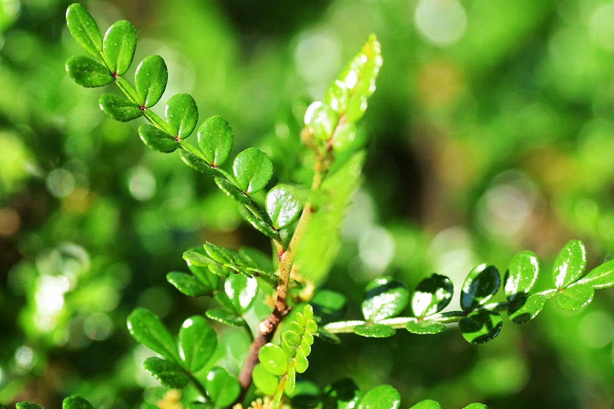 首发清香的胡椒木上篇