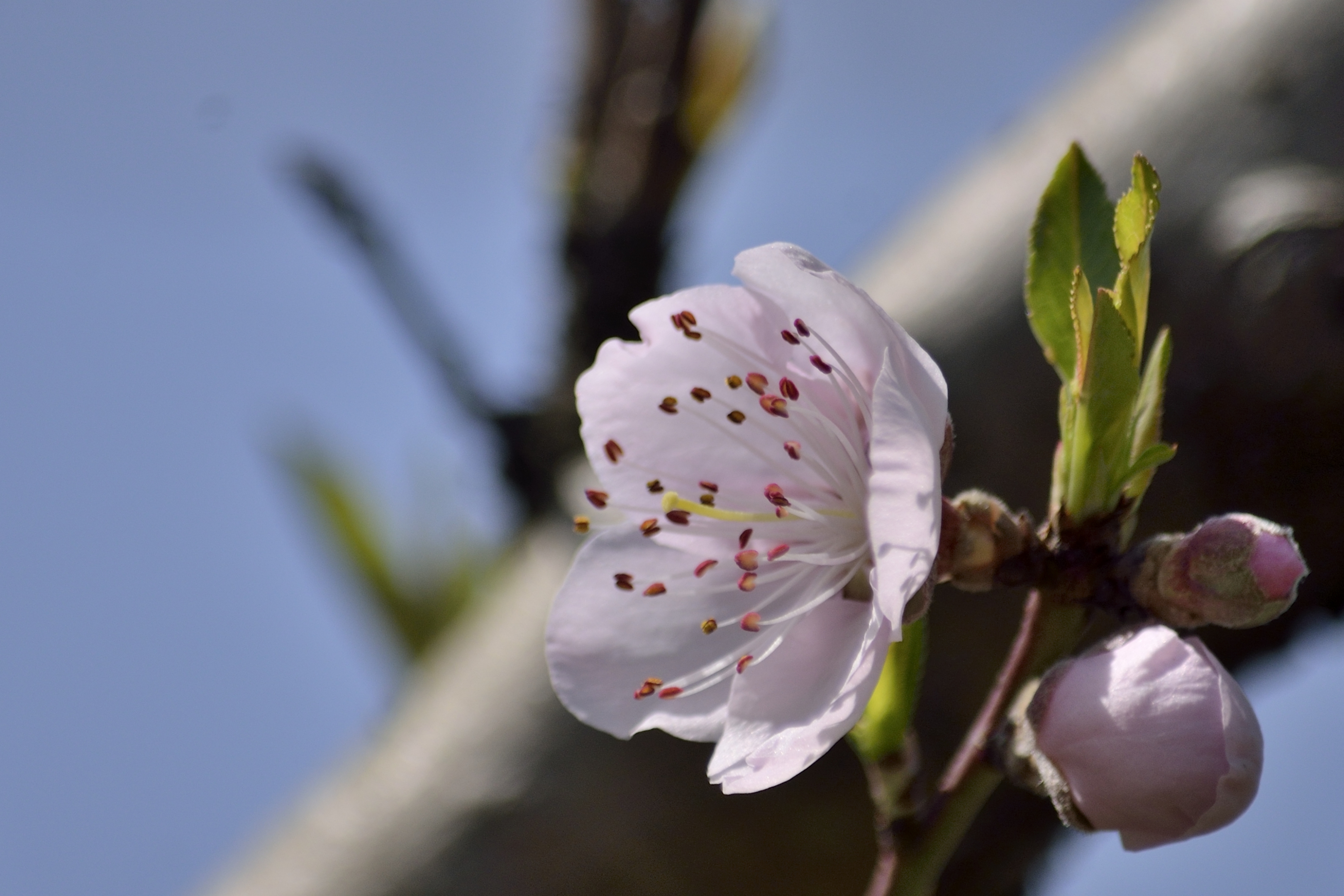 樱桃花