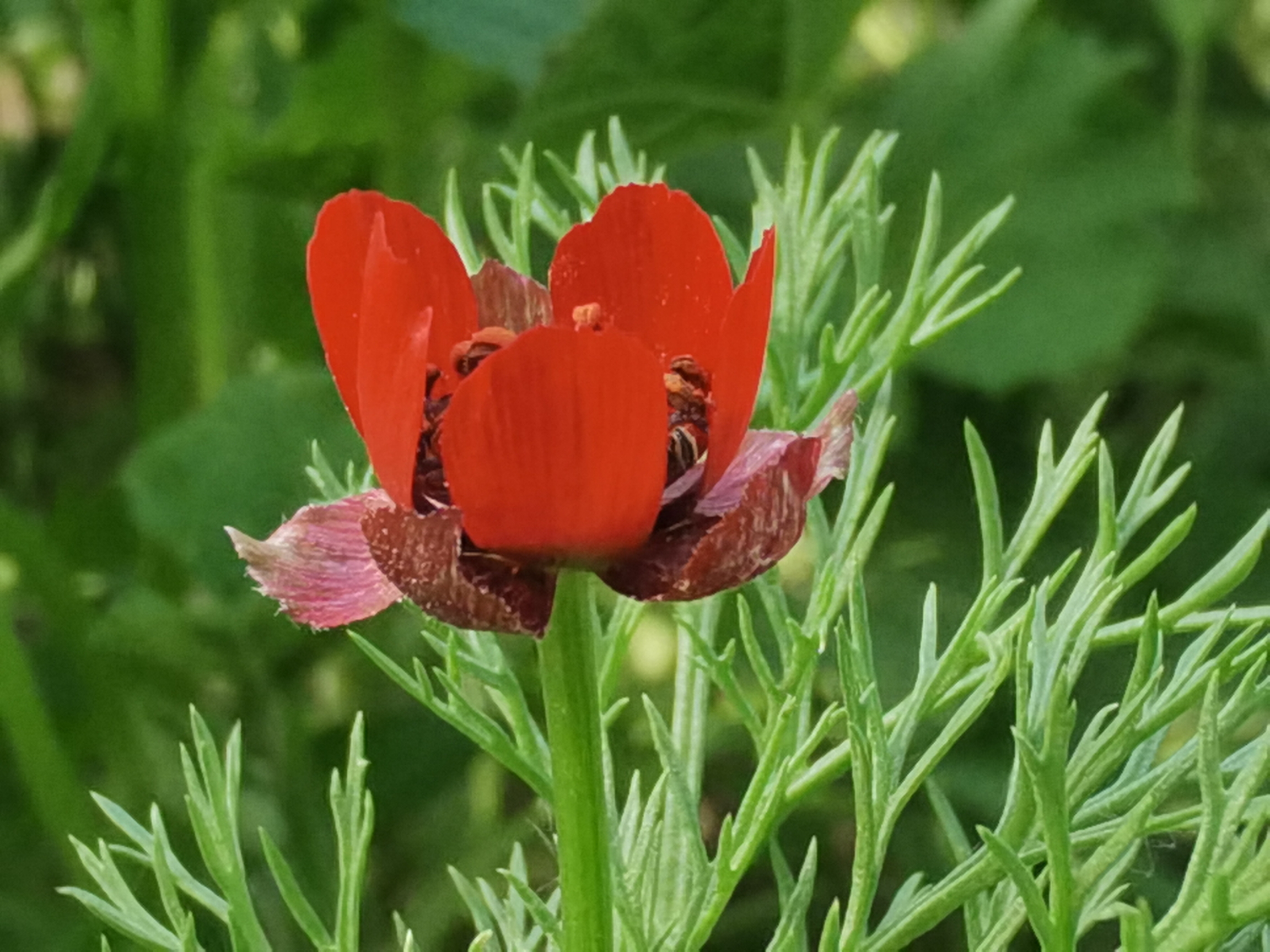 【首发】夏侧金盏花你们认识吗?可好看了