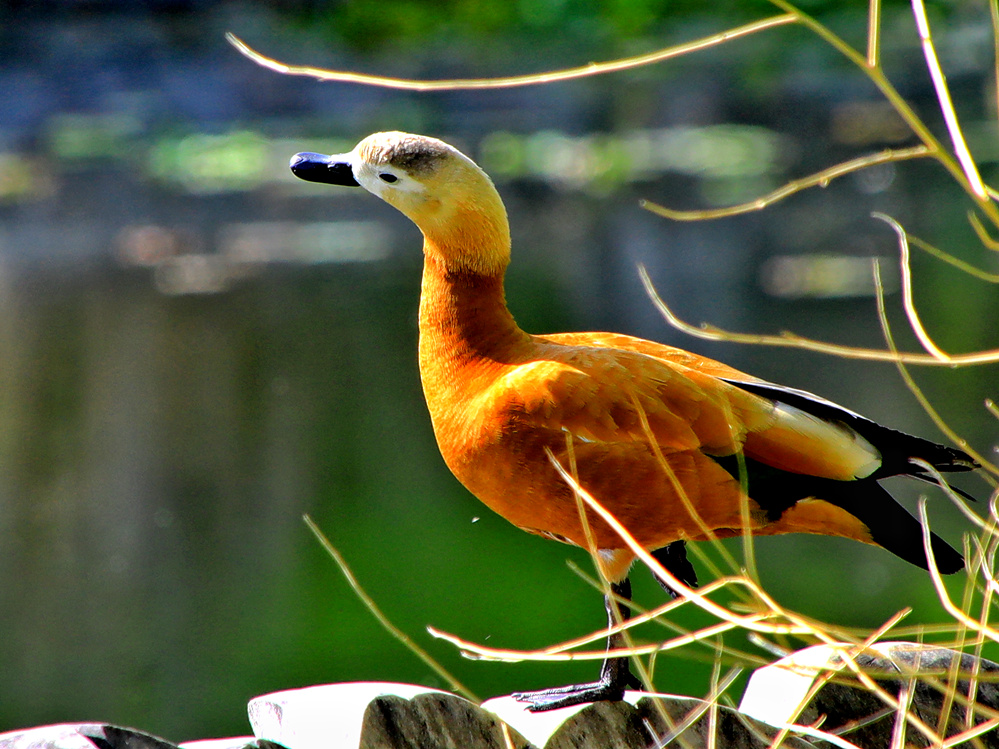 【首发】金鸭登莲觅伴侣(6)