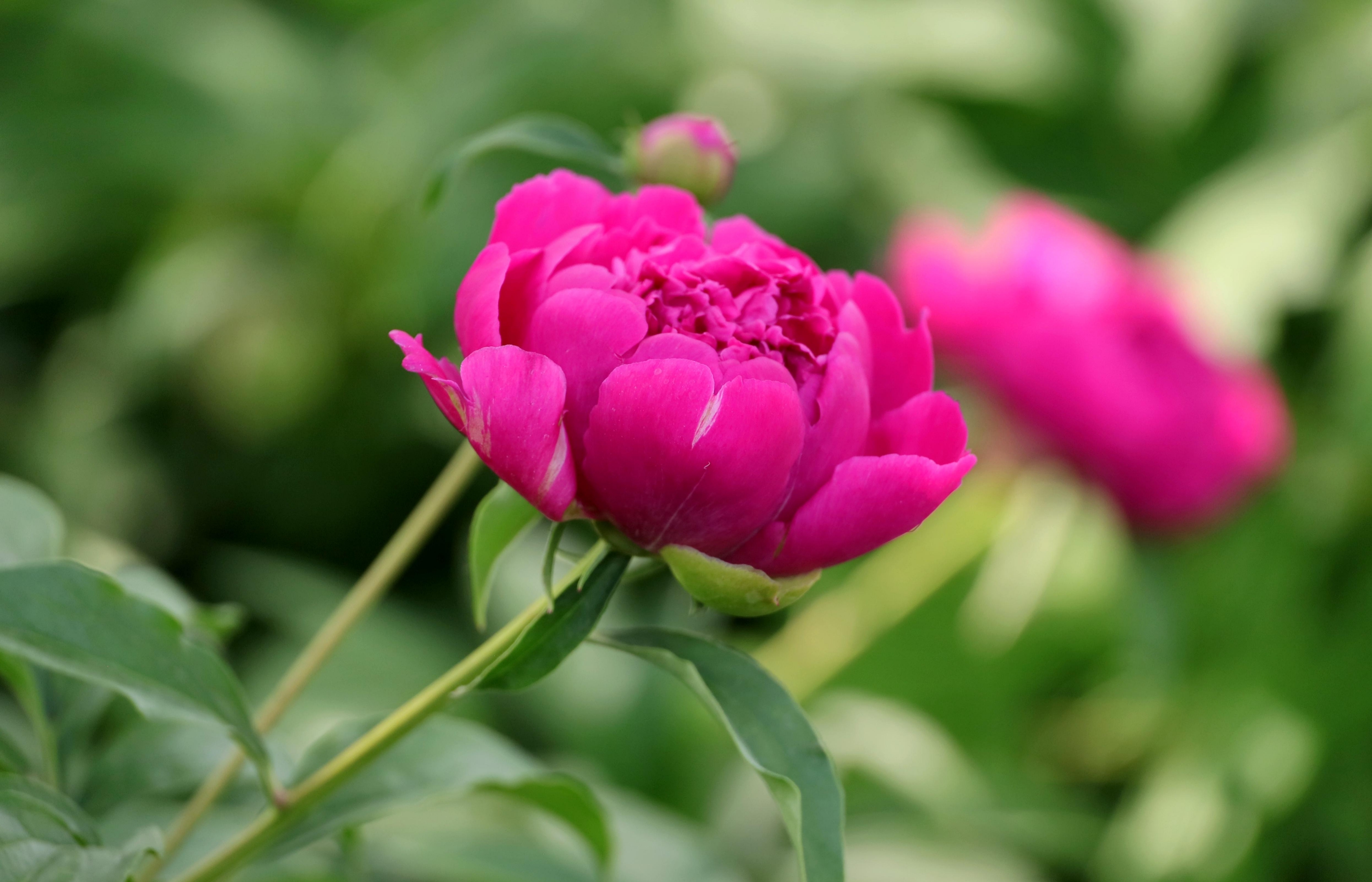 妖娆多姿芍药花