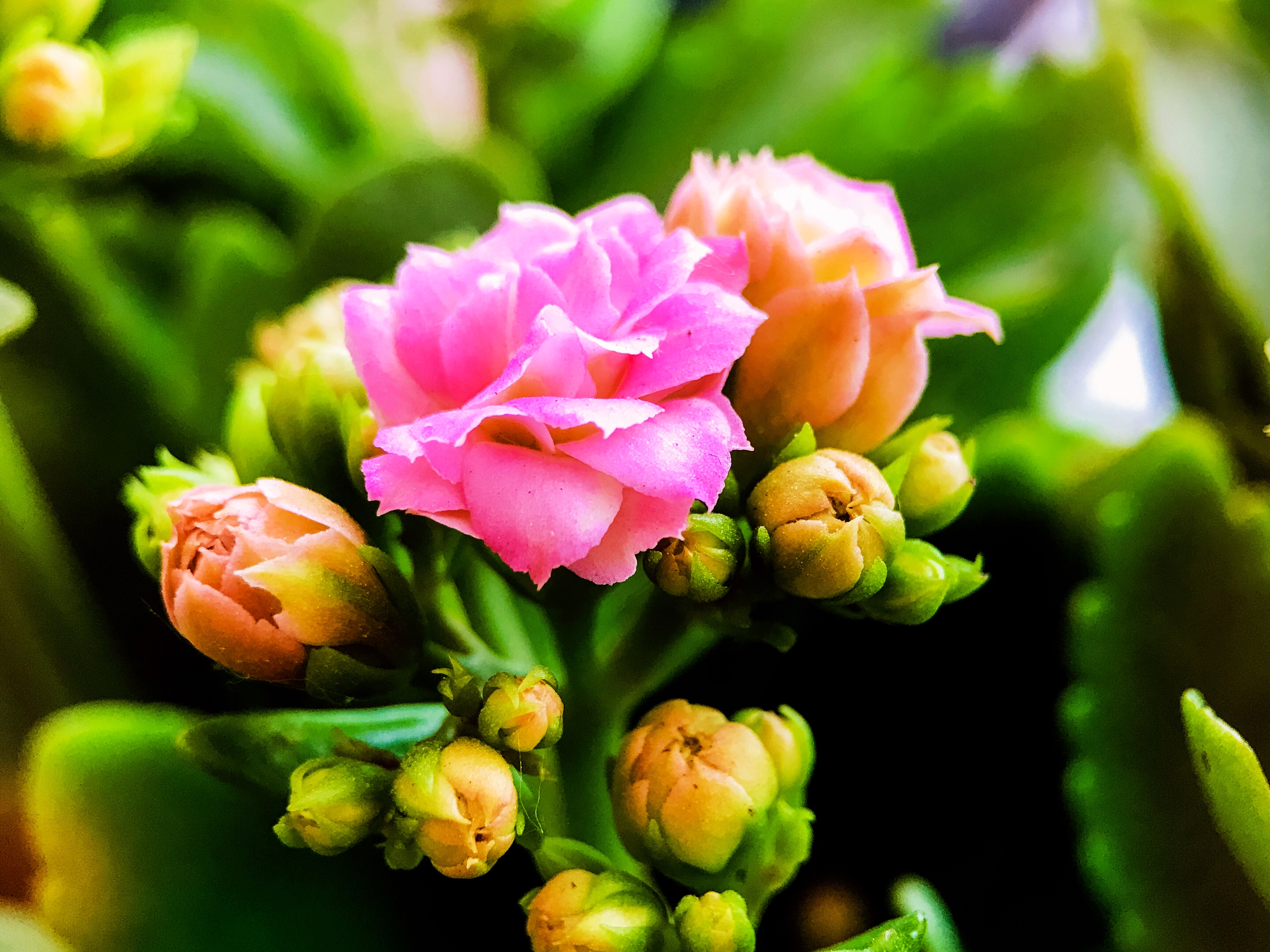 长寿の花开「首发」