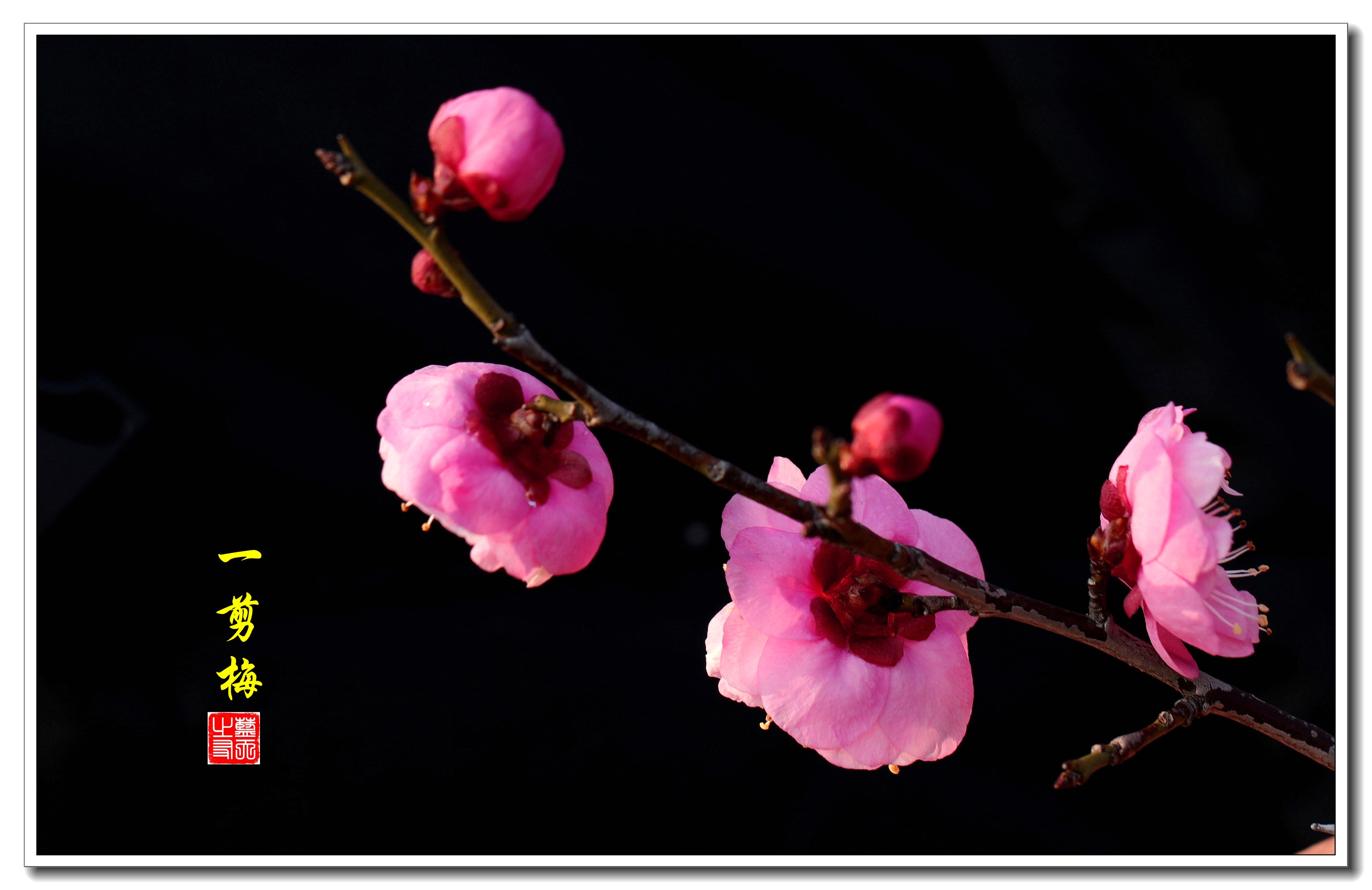 首发红梅花开贺新年