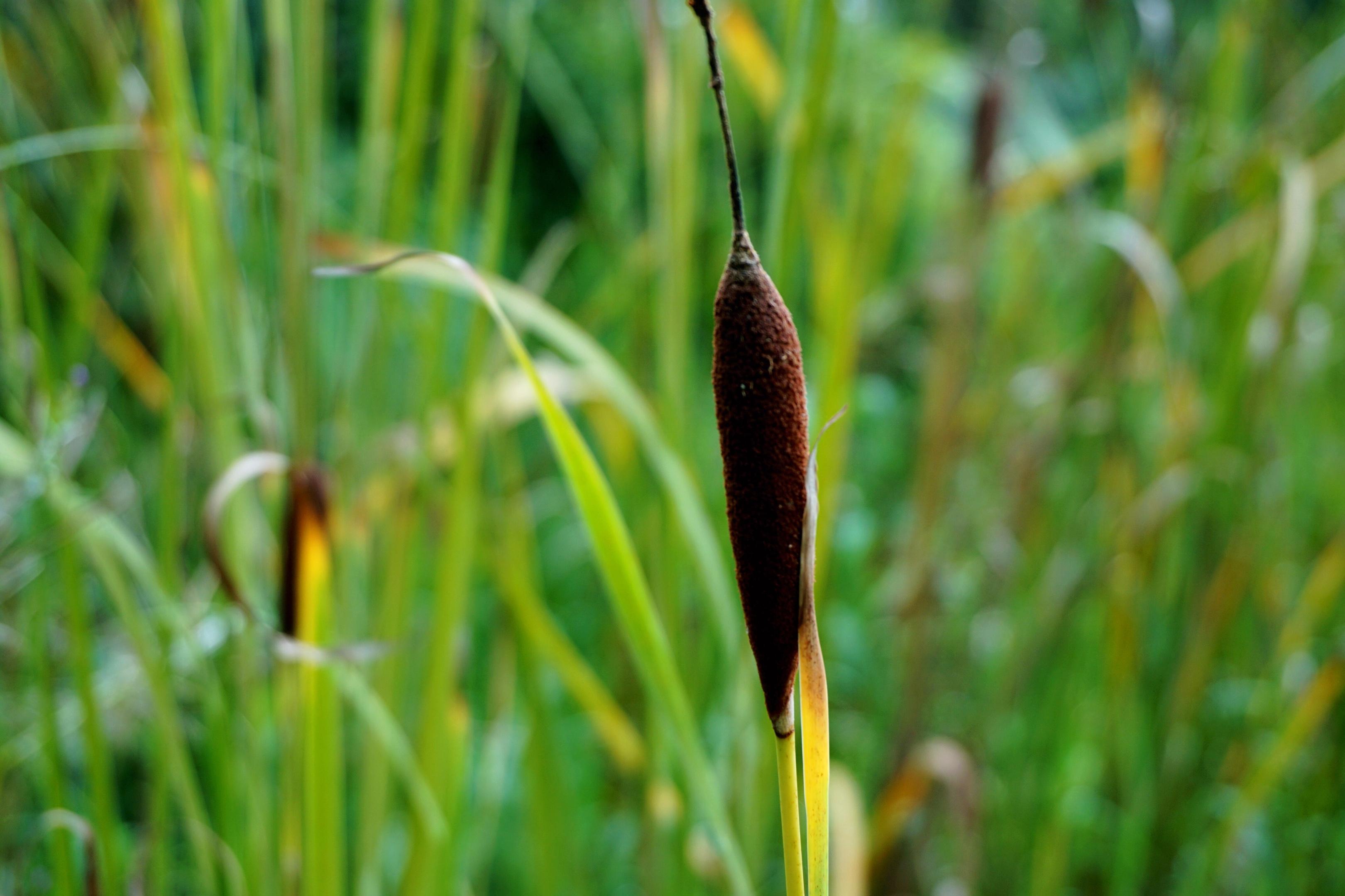 东方香蒲〖首发.原创