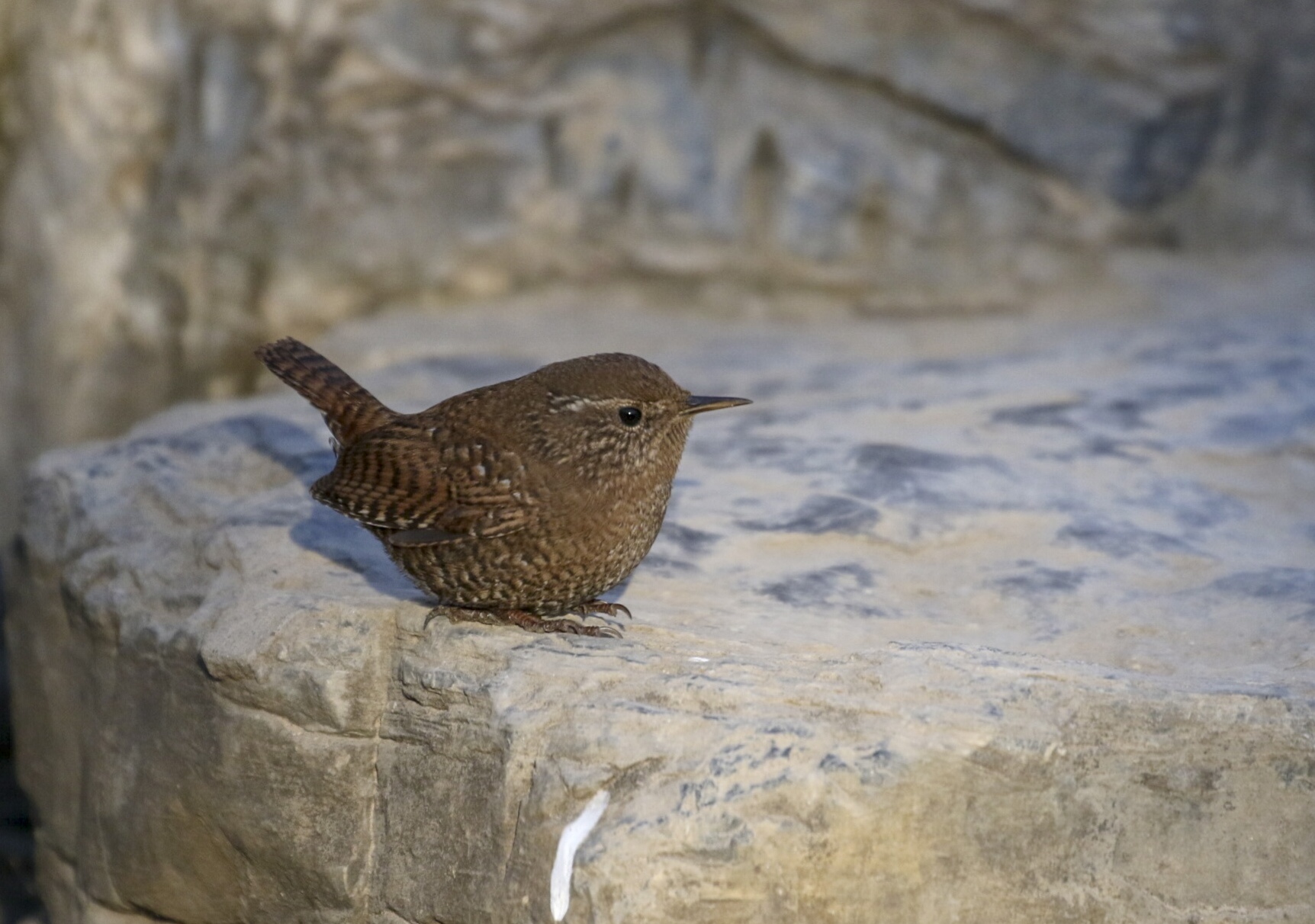 小小鸟儿焦鹩【首发】