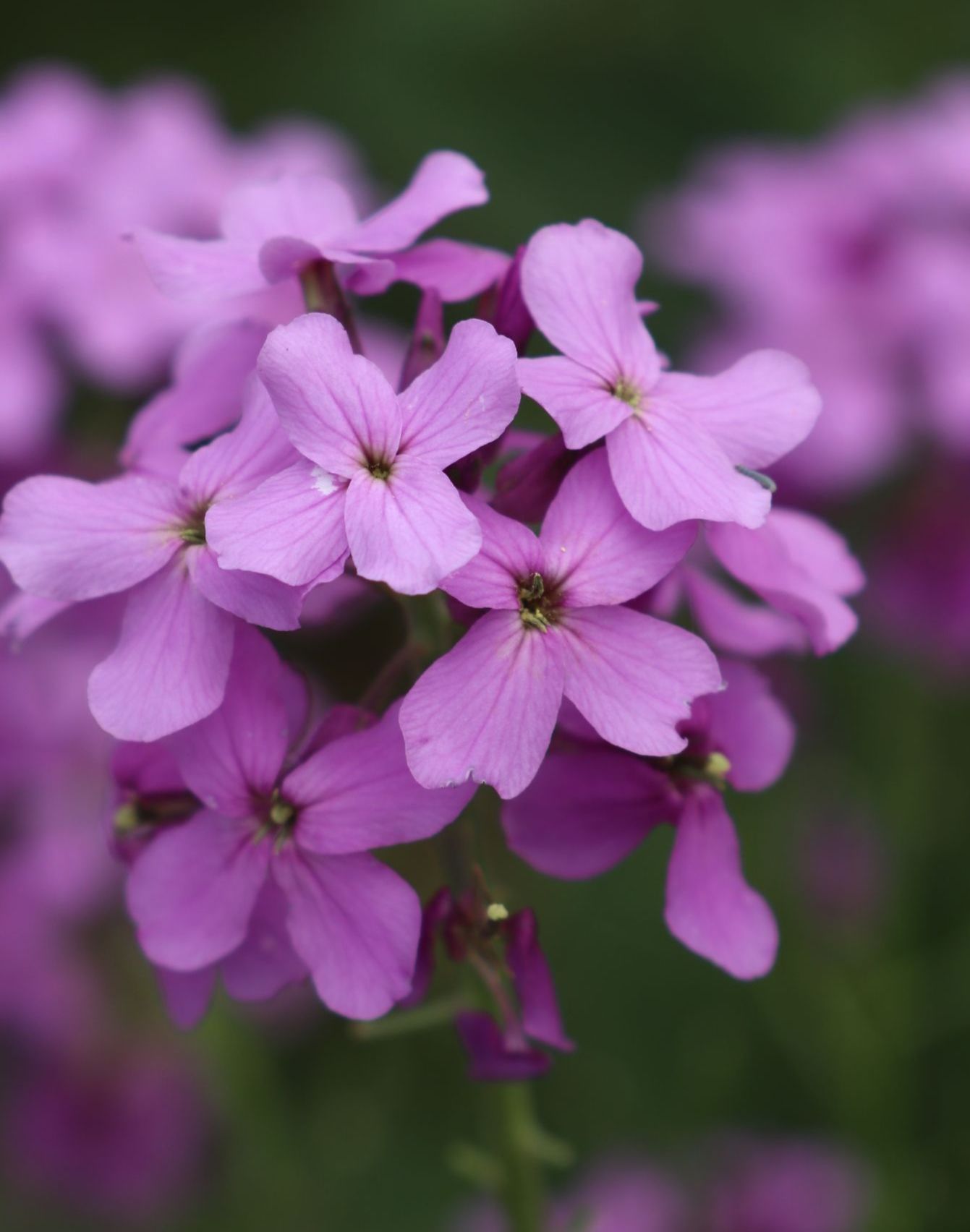 【首发】花旗杆