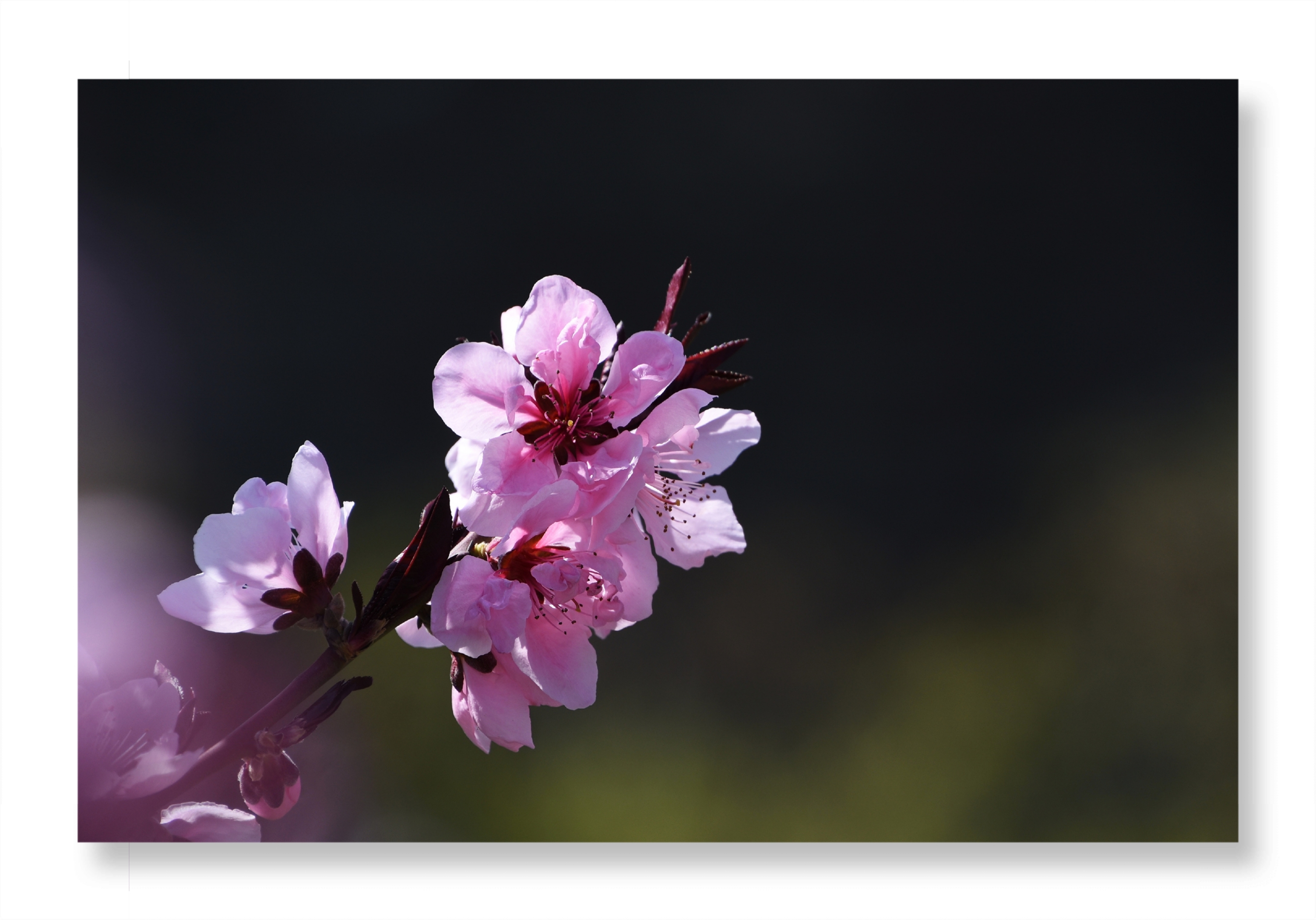 春来桃花开