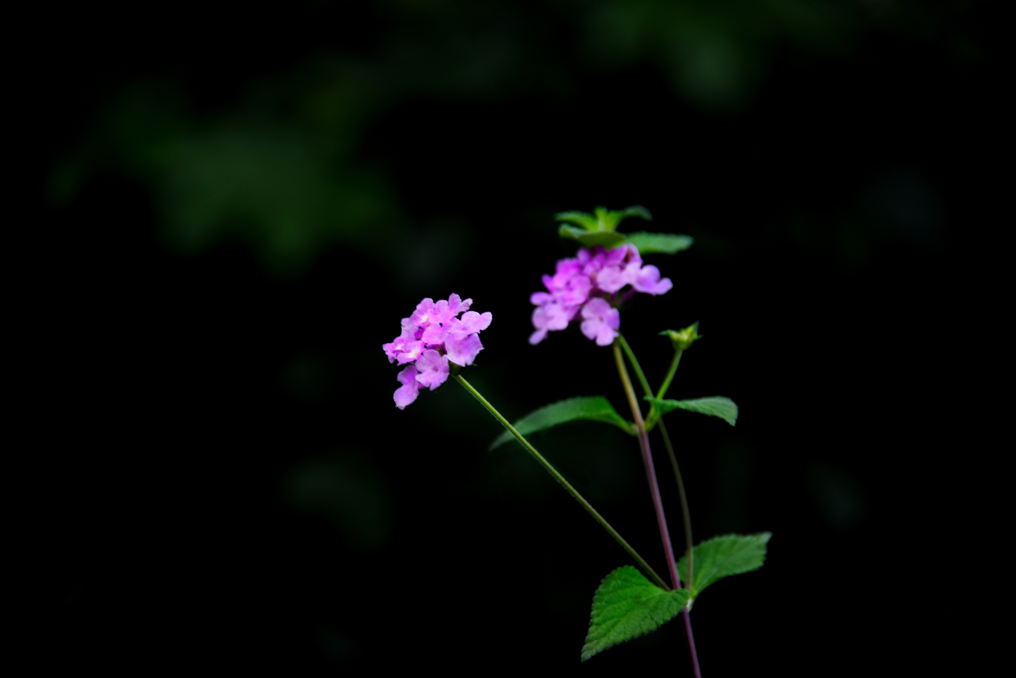 蔓马缨丹(首发)