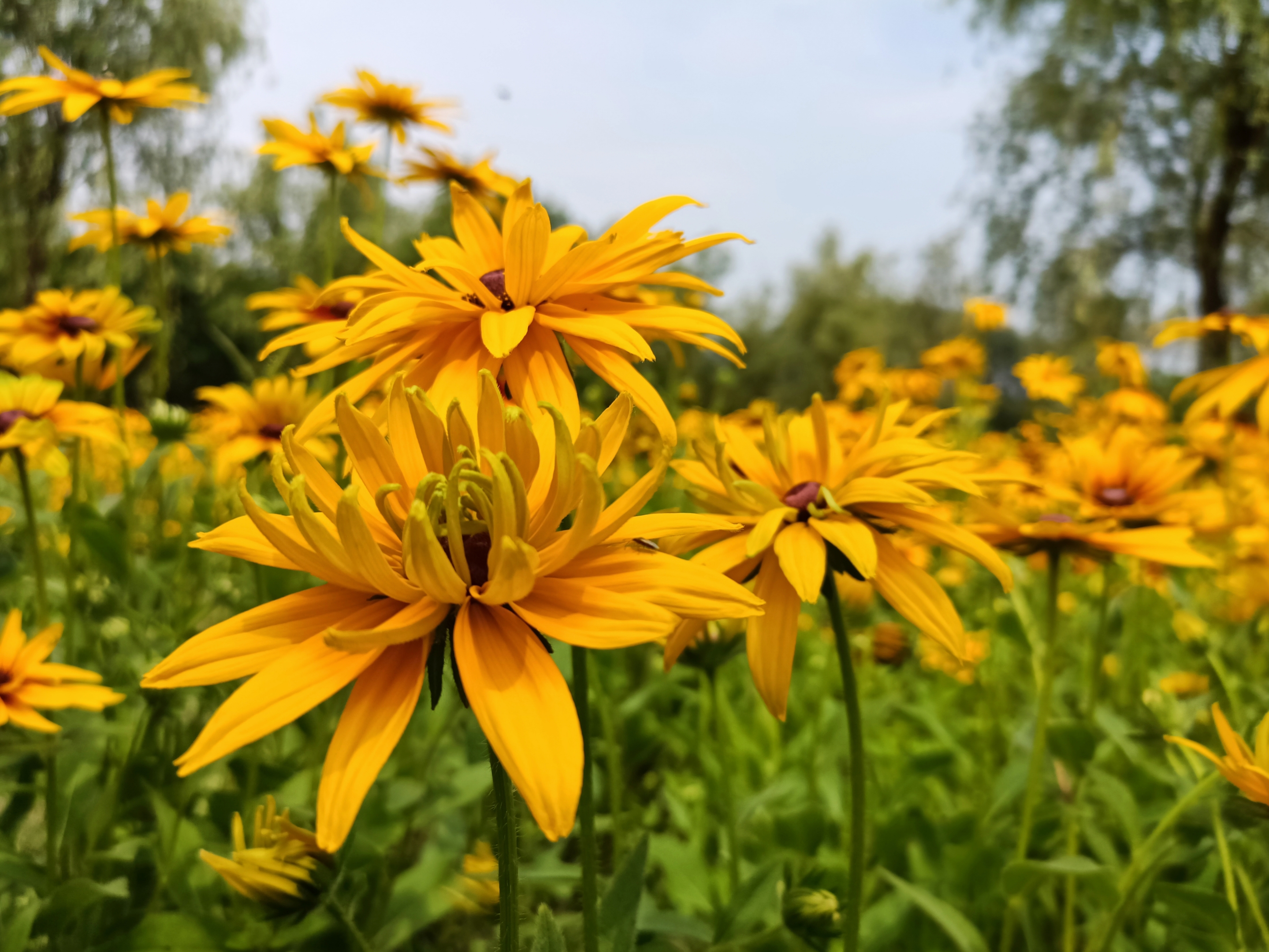 重瓣黑心金光菊【首发】