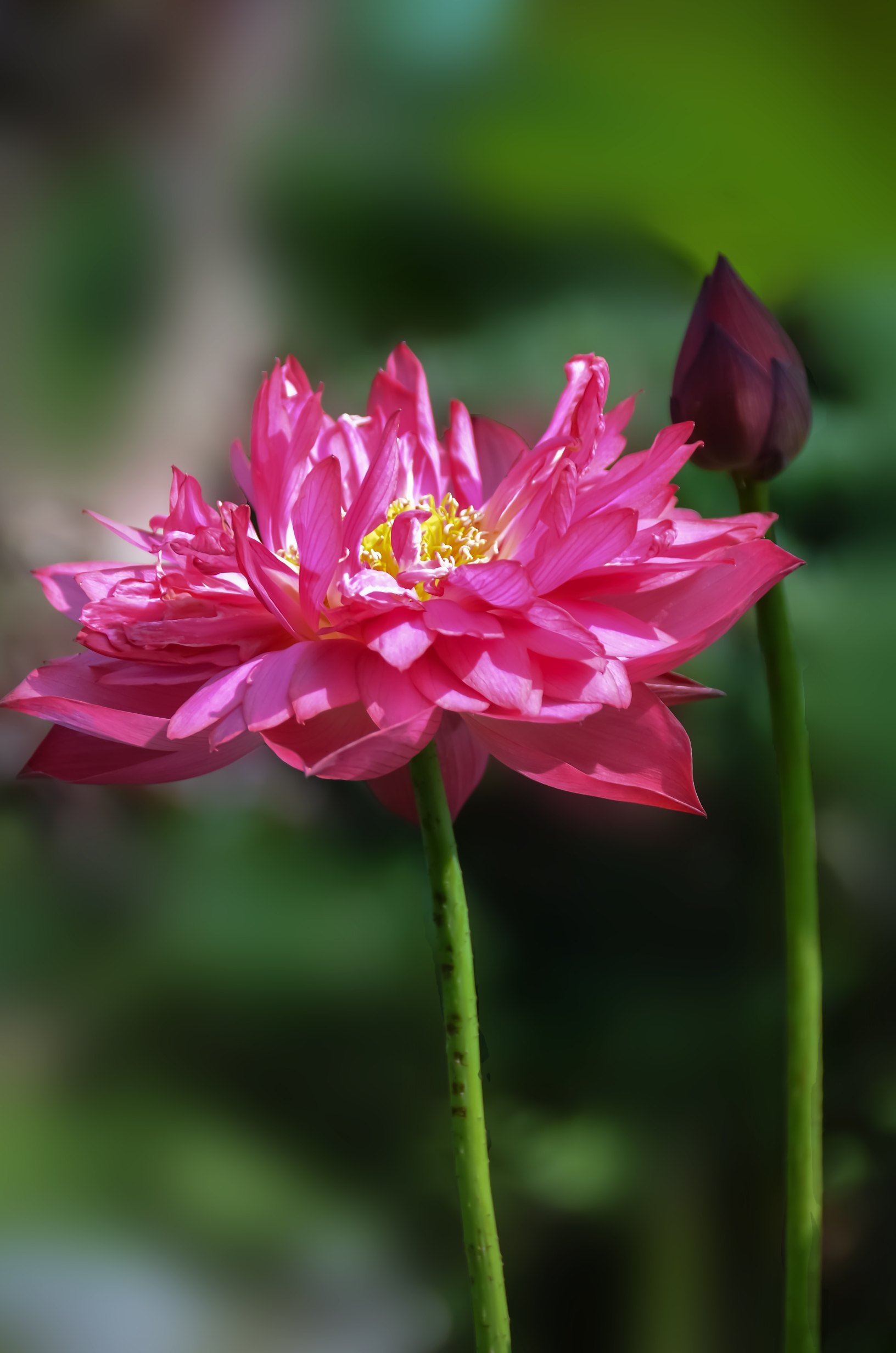 心中的莲花【首发】