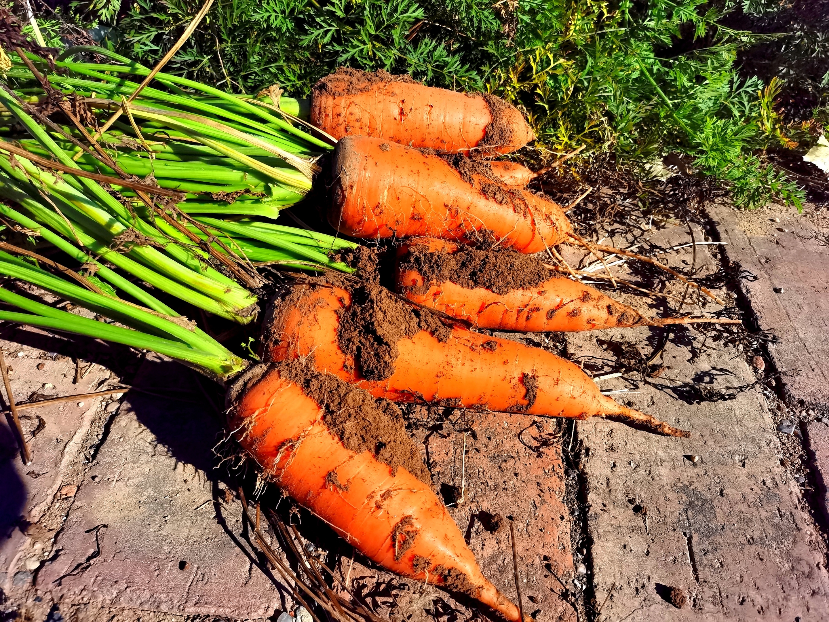 原创首发胡萝卜开花宁静向暖