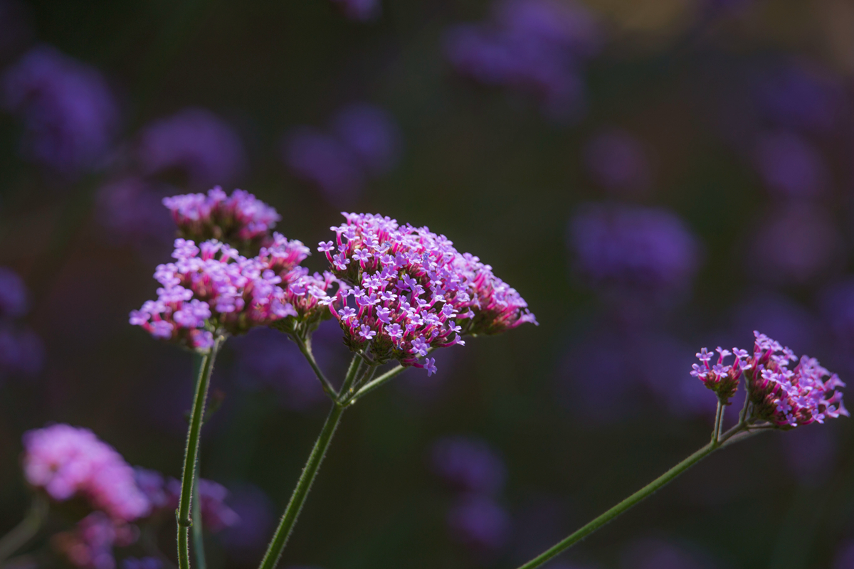 【首发】马鞭草花梦幻之美