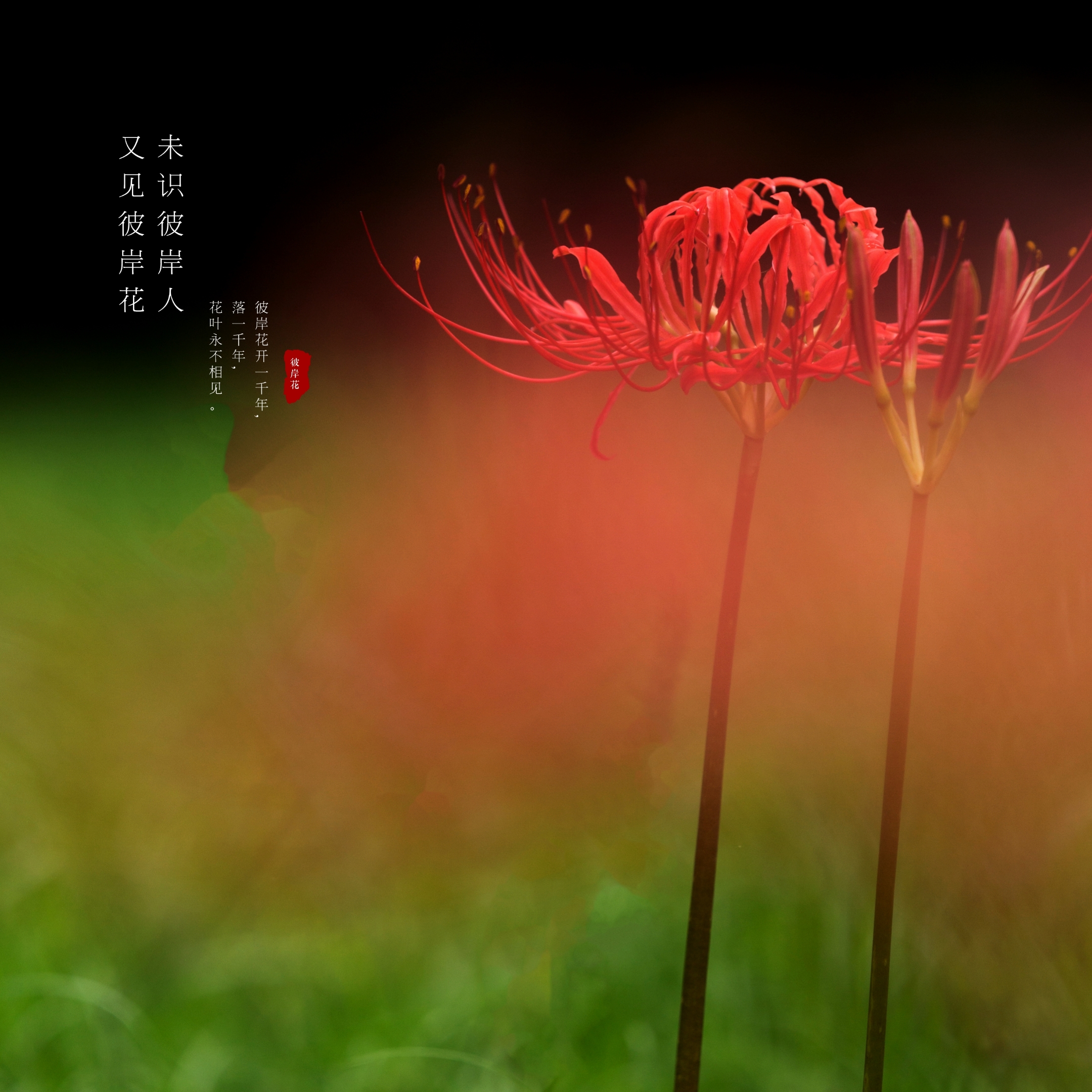 【首发】彼岸花又开