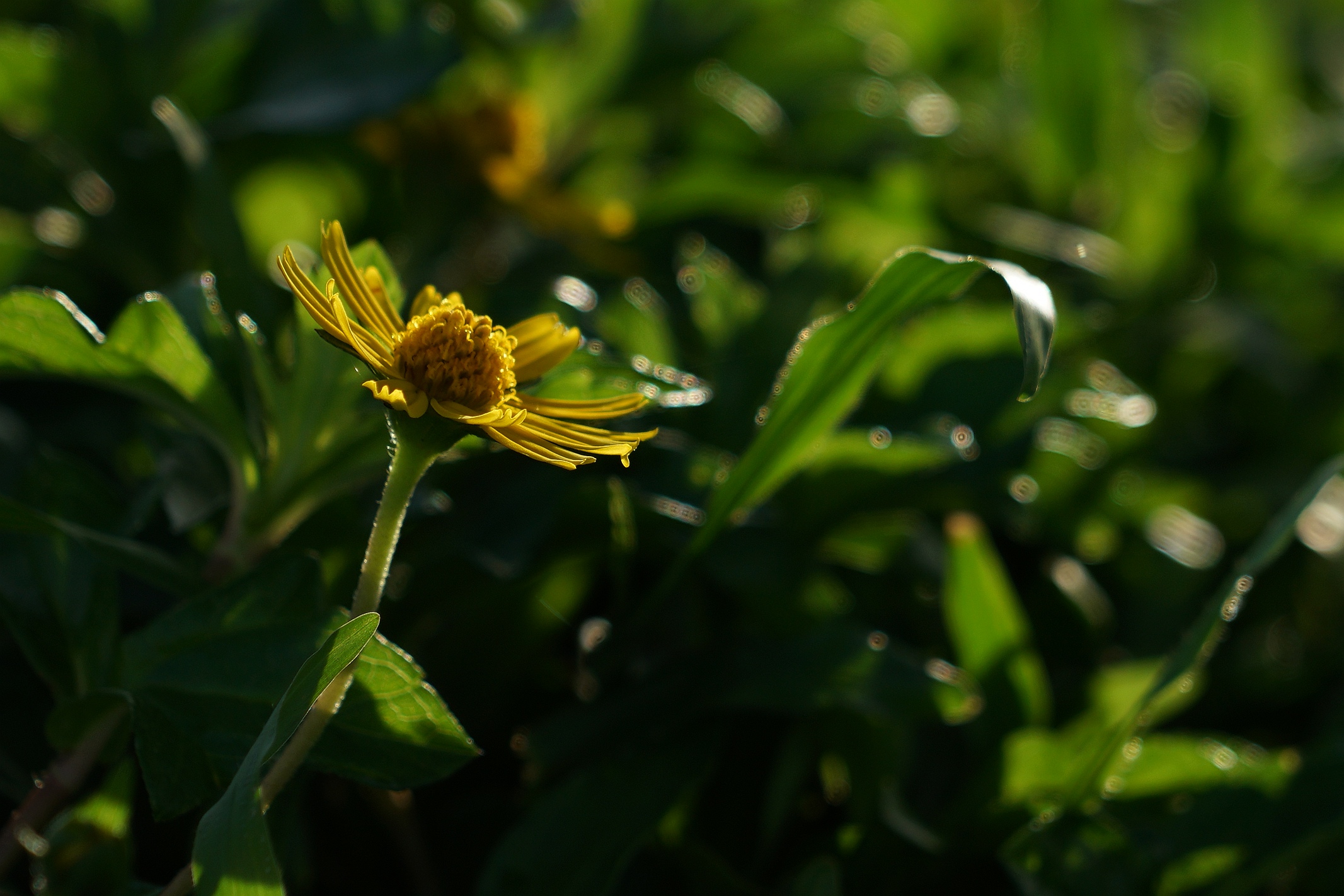 路边小花蟛蜞菊