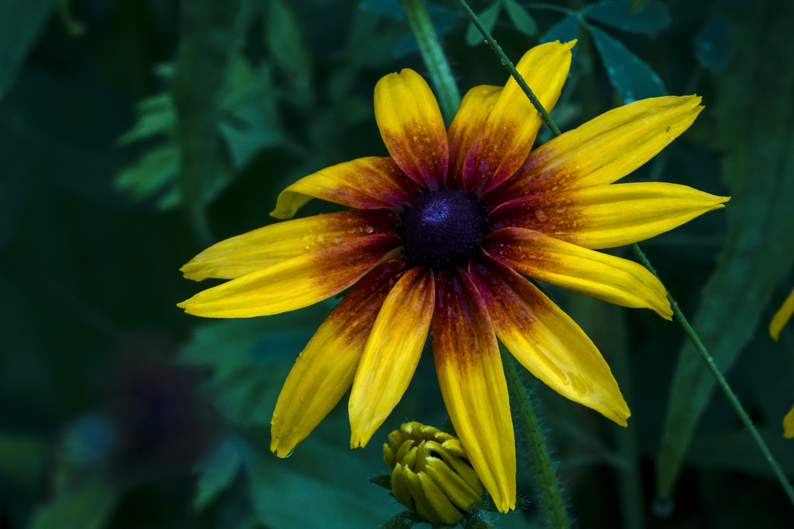 金灿灿的花瓣在朝阳映照下,发出璀璨夺目的光芒,它们迎着太阳开放的