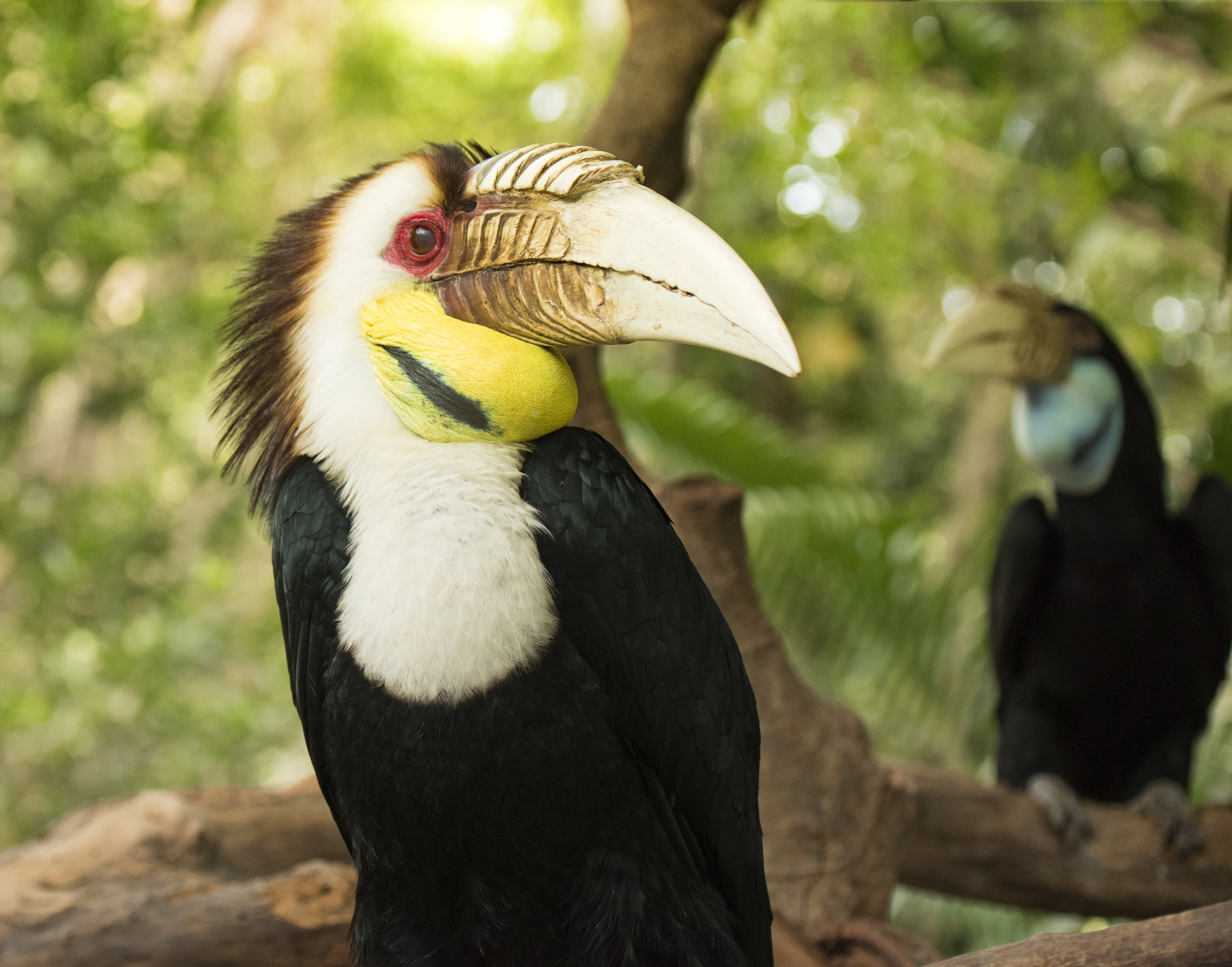 大嘴犀鸟的爱情故事首发