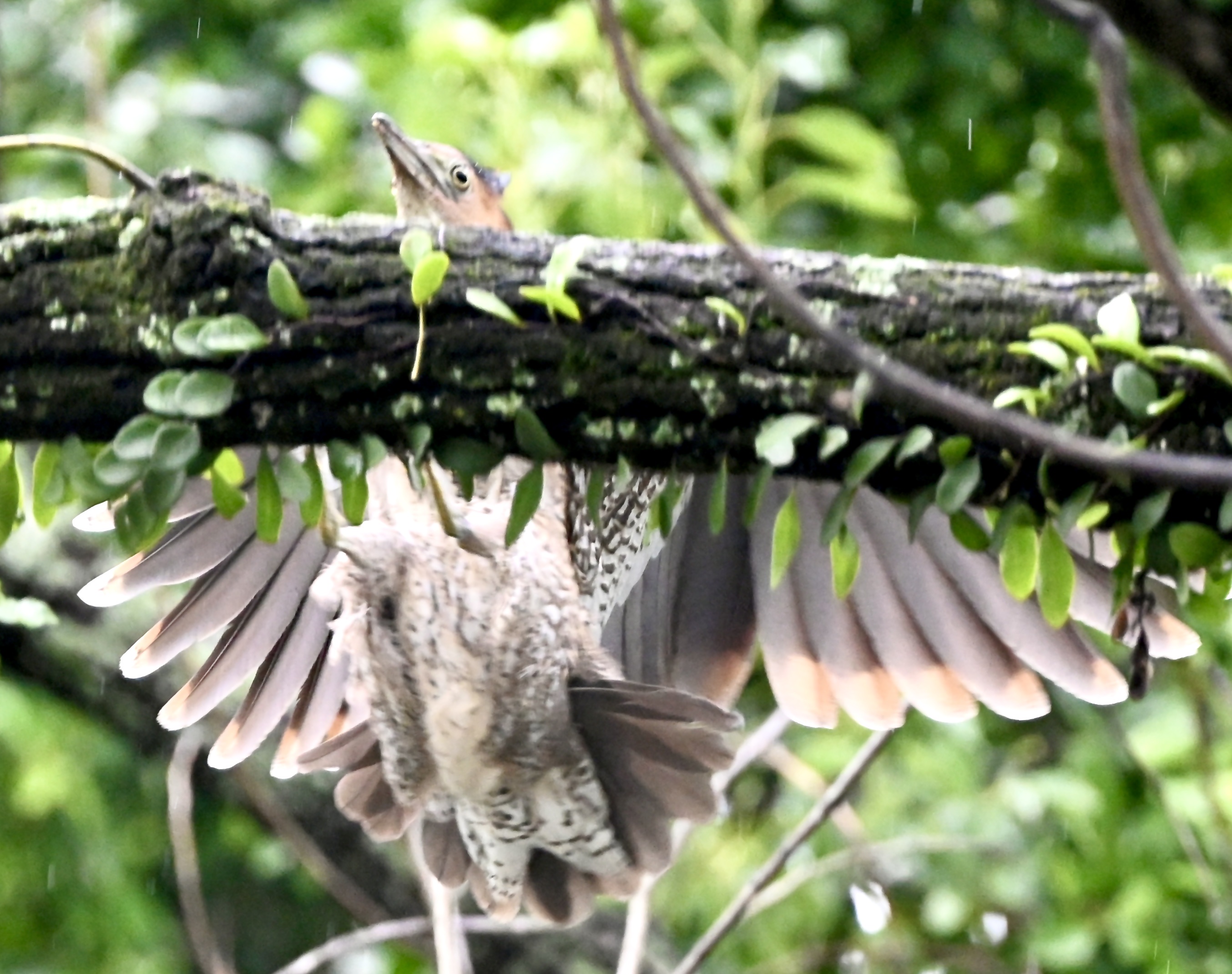 黑冠麻鹭雏育记〔首发