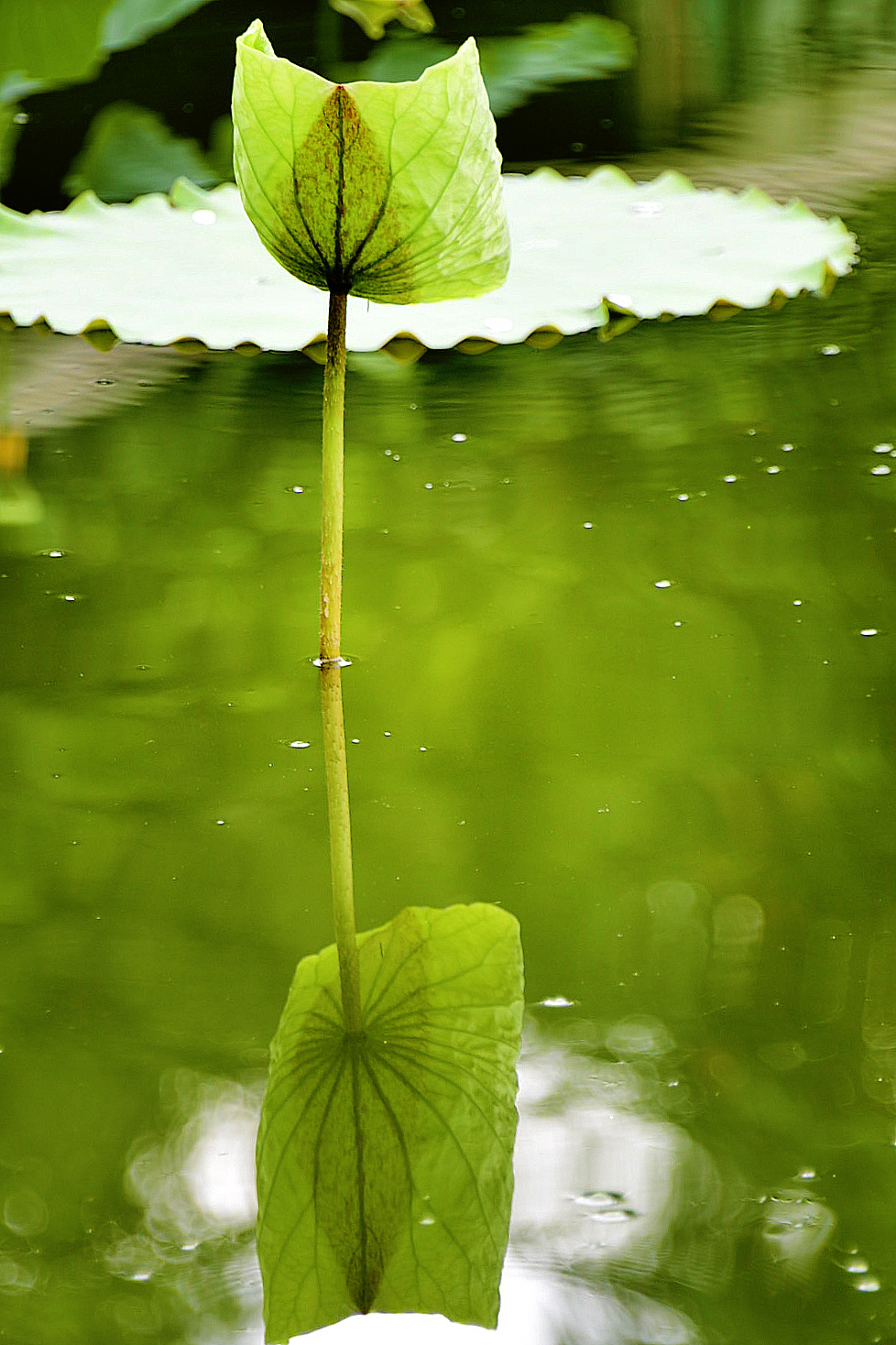 【首发】荷塘倒影之趣